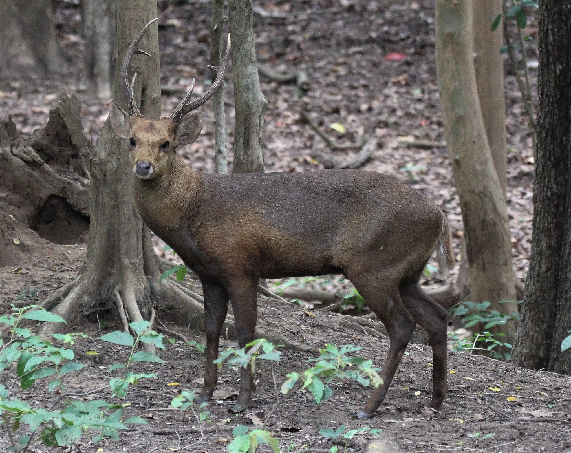 Hyelaphus annamiticus - INDOCHINESE HOG DEER - DOI SUTHEP WILDLIFE CENTER CHIANG MAI THAILAND - CONFIRM NOT INDIAN (3).jpg