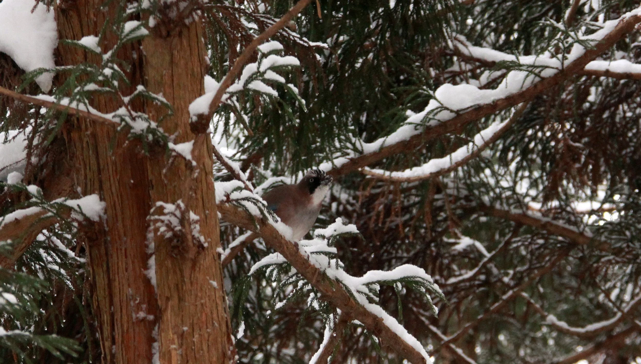 JIGOKUDANI ONSEN - NAGANO PREFECTURE JAPAN - FOREST SCENCES (40).JPG