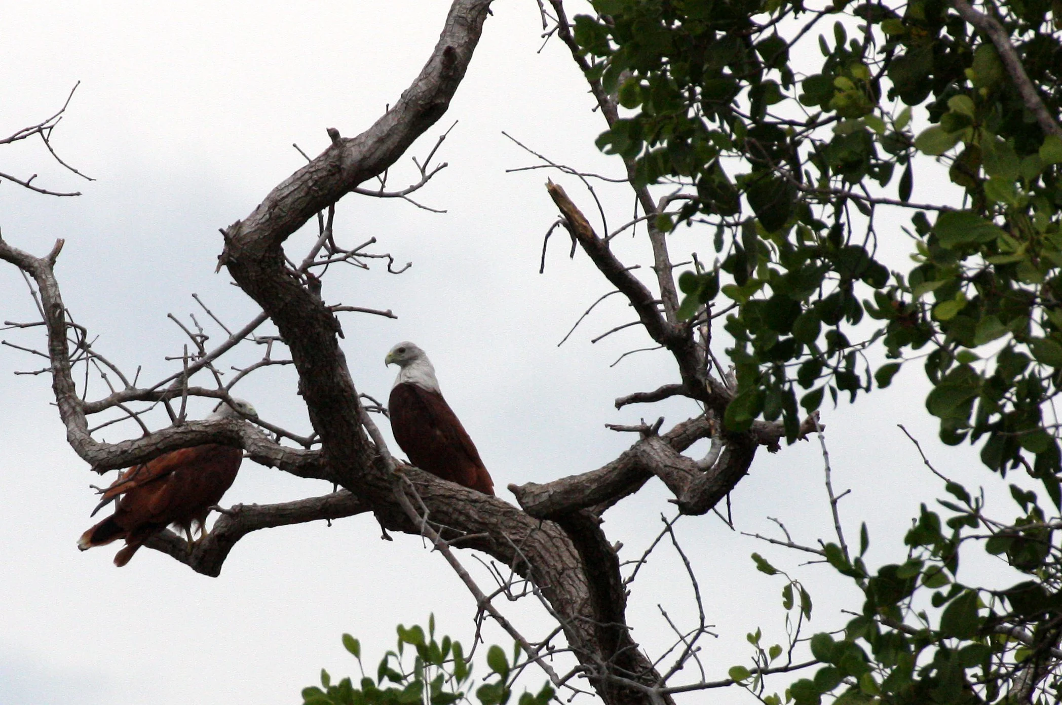 KITE - BRAHMINY KIT - Haliastur indus - KOH LANTA THAILAND (54).JPG