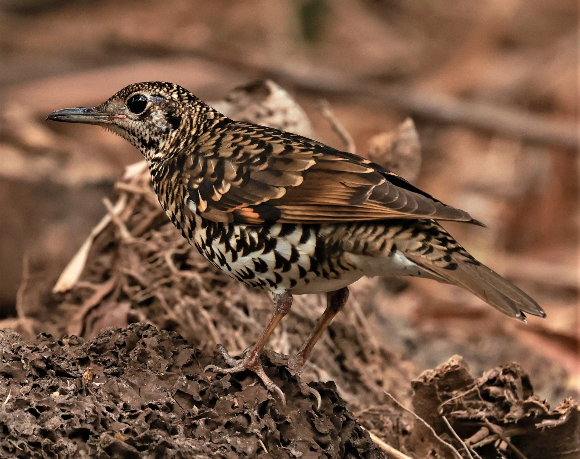 White's Thrush (Zoothera aurea) Putthamonthon Park Nakhon Pathom Thailand (25).jpg