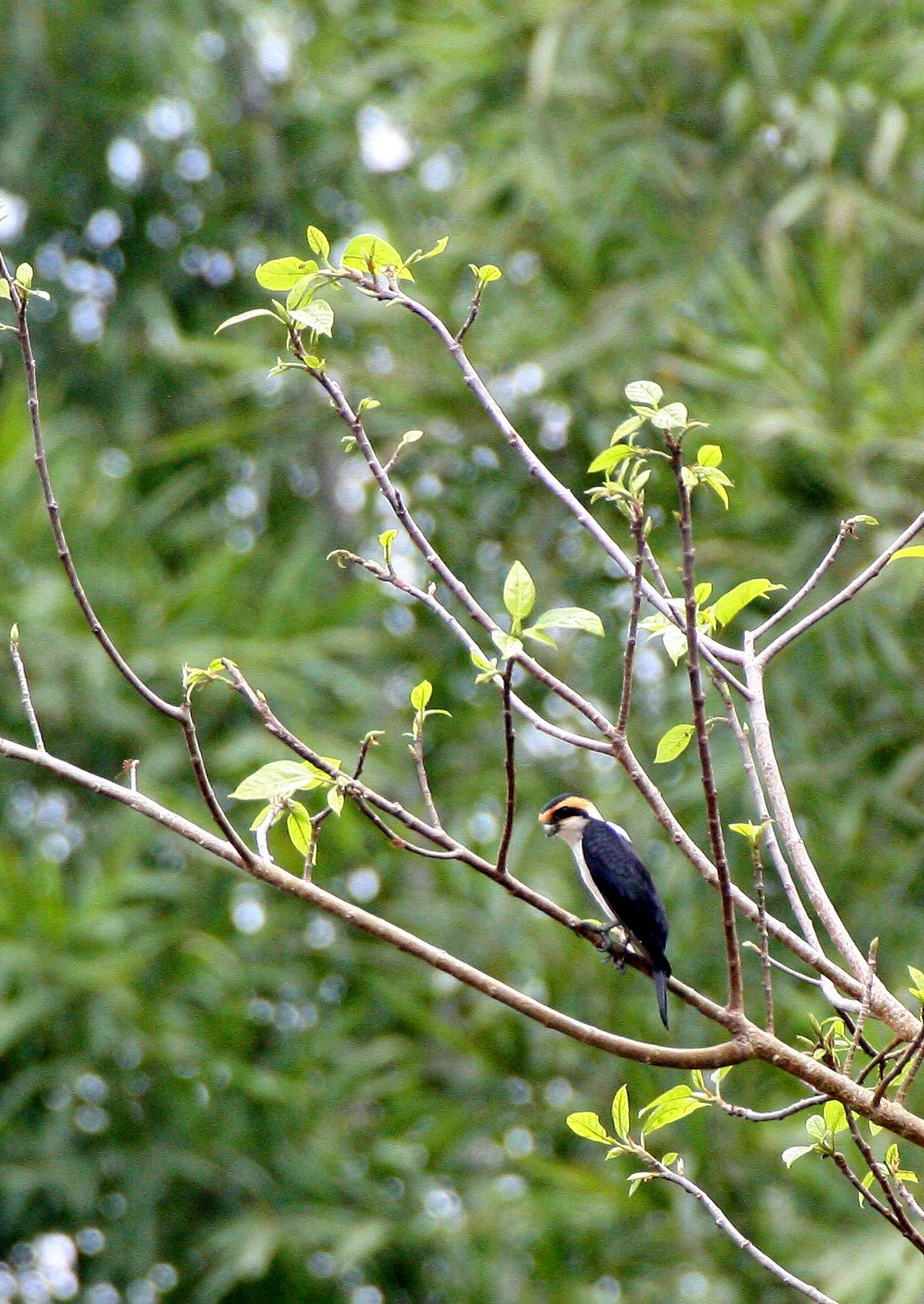 Microhierax caerulescens - COLLARED FALCONET - HUAI KHA KHAENG THAILAND (32).JPG