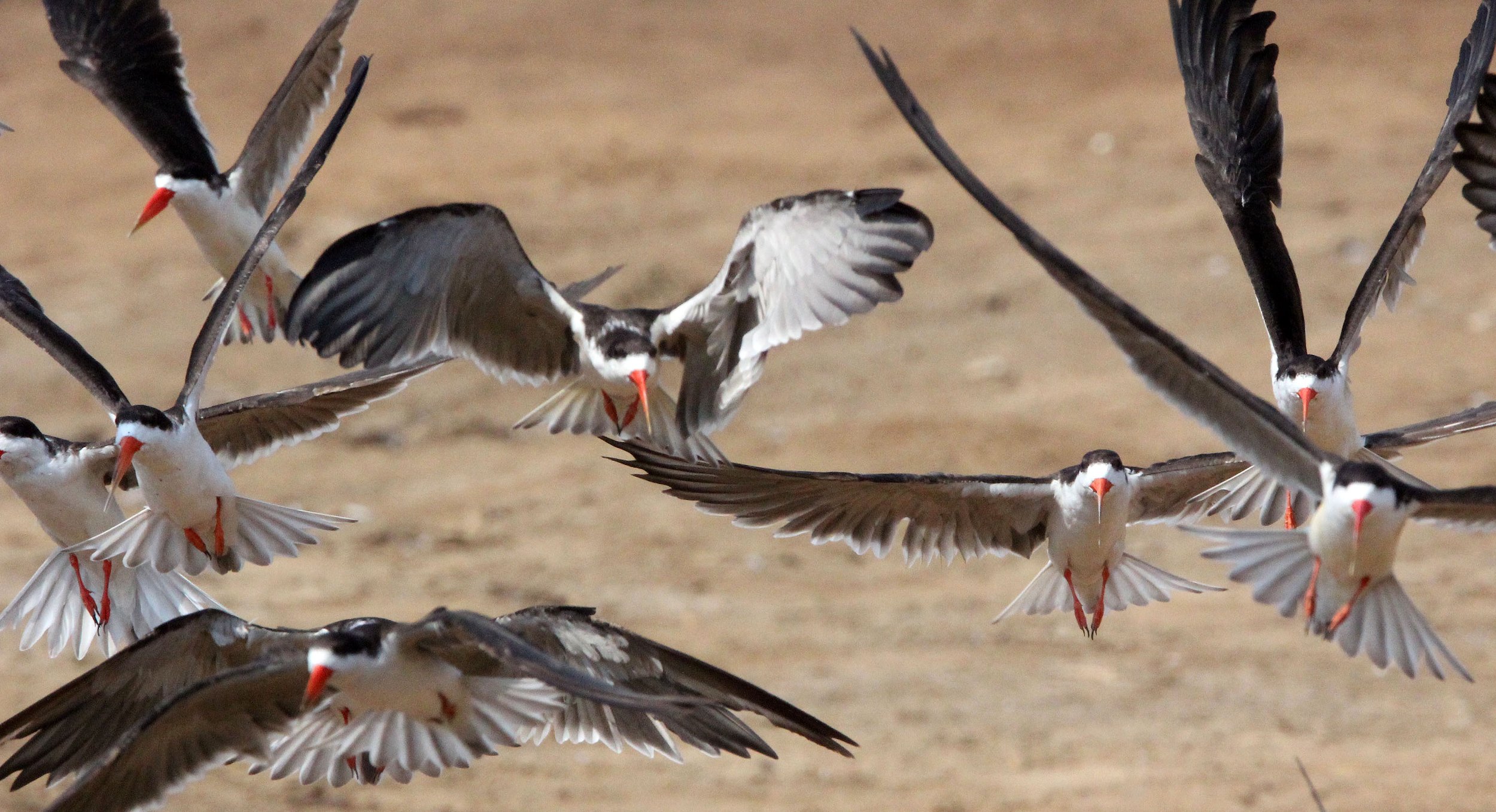 BIRD - SKIMMER - AFRICAN SKIMMER - QUEEN ELIZABETH NATIONAL PARK UGANDA (8).JPG