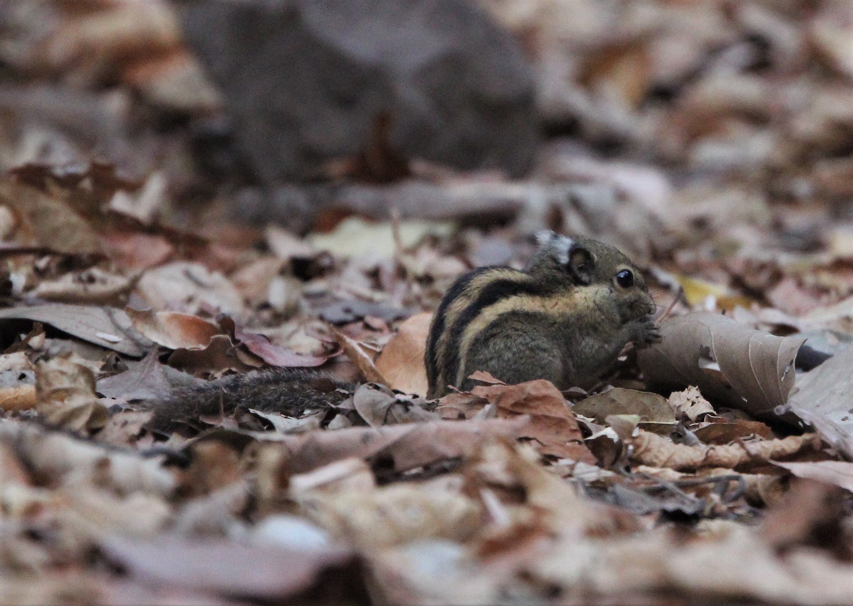 Tamiops mcclellandii - WESTERN STIPED SQUIRREL - LUNG SIN HIDE, KAENG KRACHAN (21).jpg