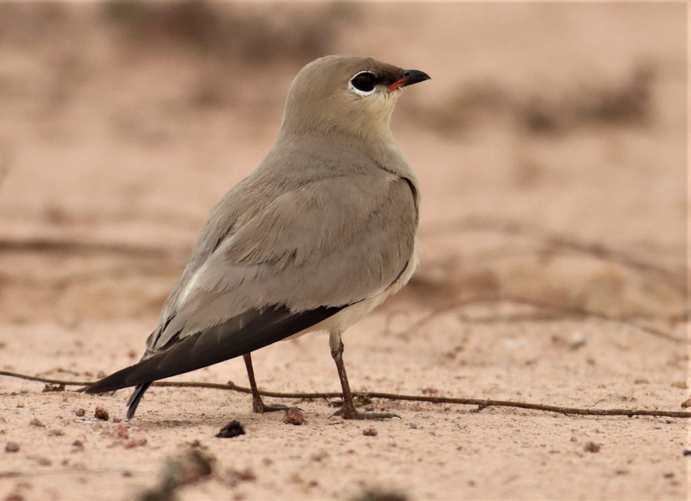 PRATINCOLE - SMALL PRATINCOLE - Glareola lactea - KABIN BURI WETLANDS 15KM OUT ON 304 (40).jpg