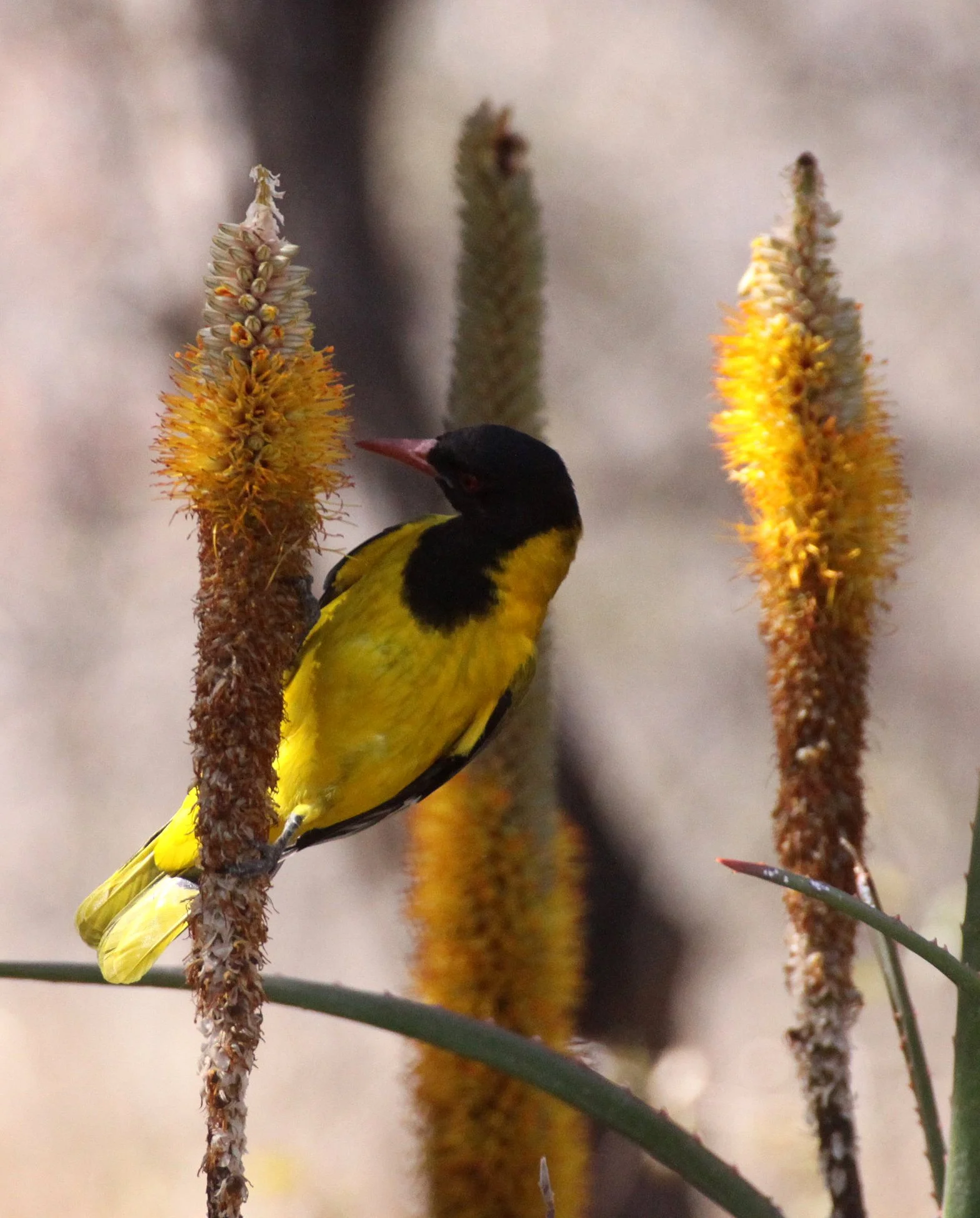 Eastern Black-headed Oriole (Oriolus larvatus) Kruger NP South Africa (3).JPG