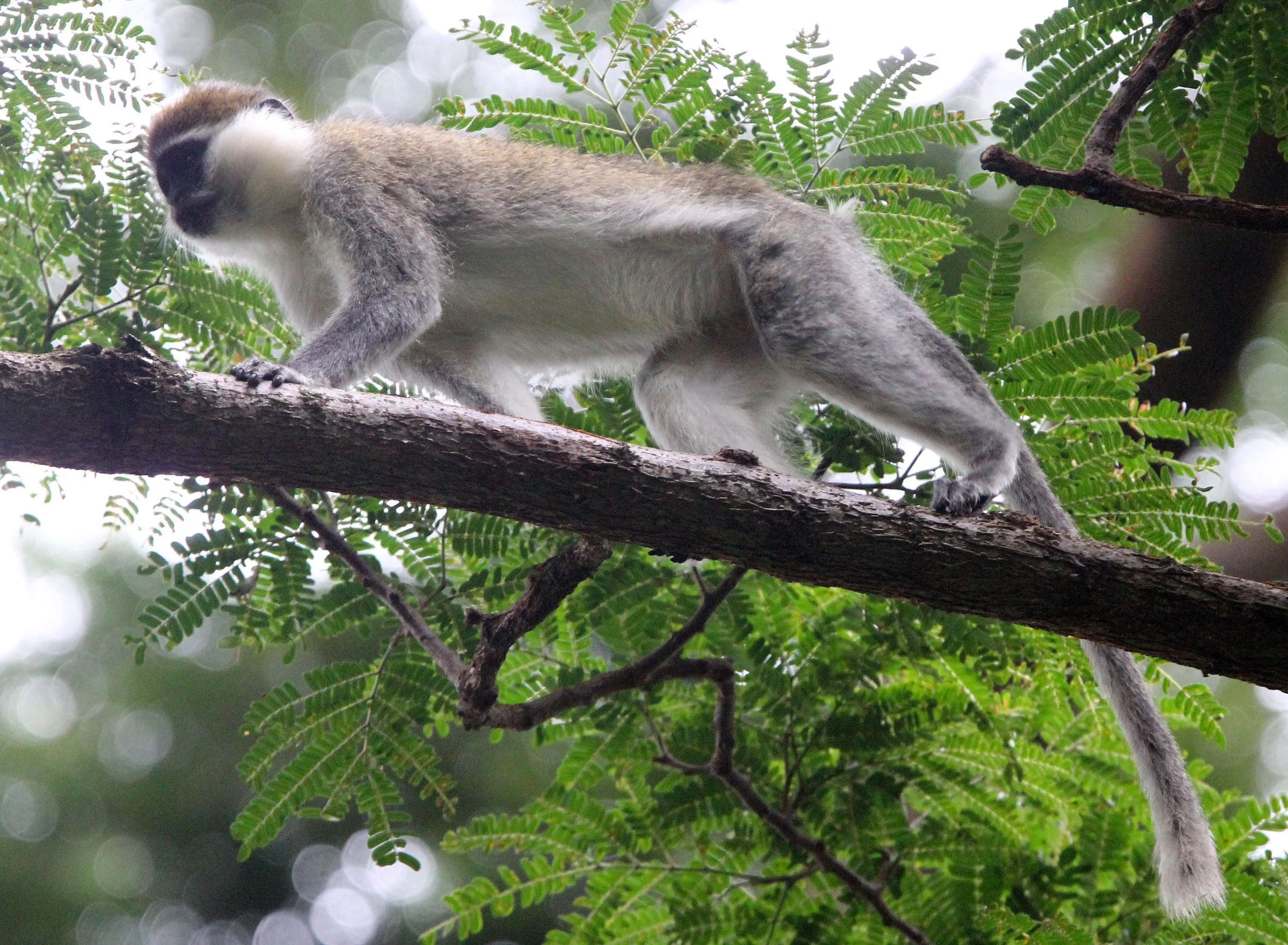 CERCOPITHECIDAE - Chlorocebus aethiops - GRIVET MONKEY - LANGANO LAKE ETHIOPIA (91).JPG