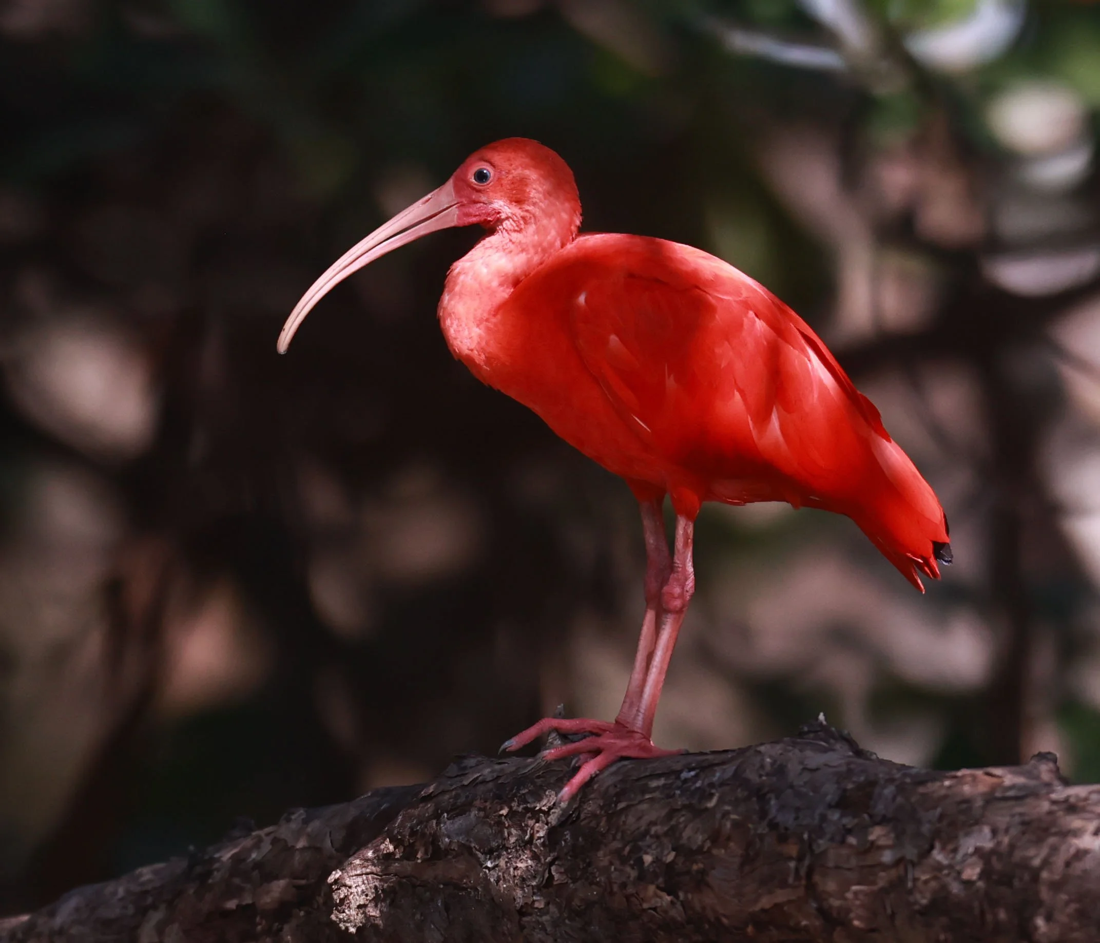 Ibis - Scarlet Ibis - Eudocimus ruber - 29 Songkaow Cafe, Chachoengsao Thailand (174).jpg