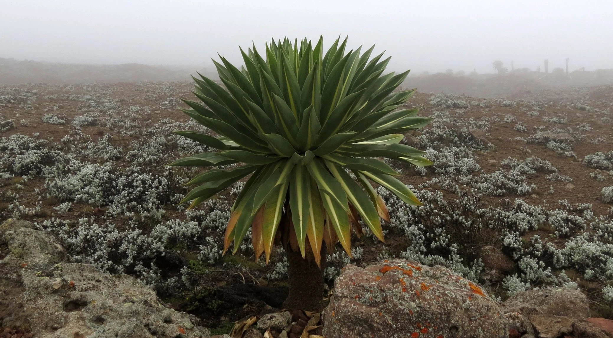 BALE MOUNTAINS NATIONAL PARK - SANETTI PLATEAU - ETHIOPIA (59).JPG