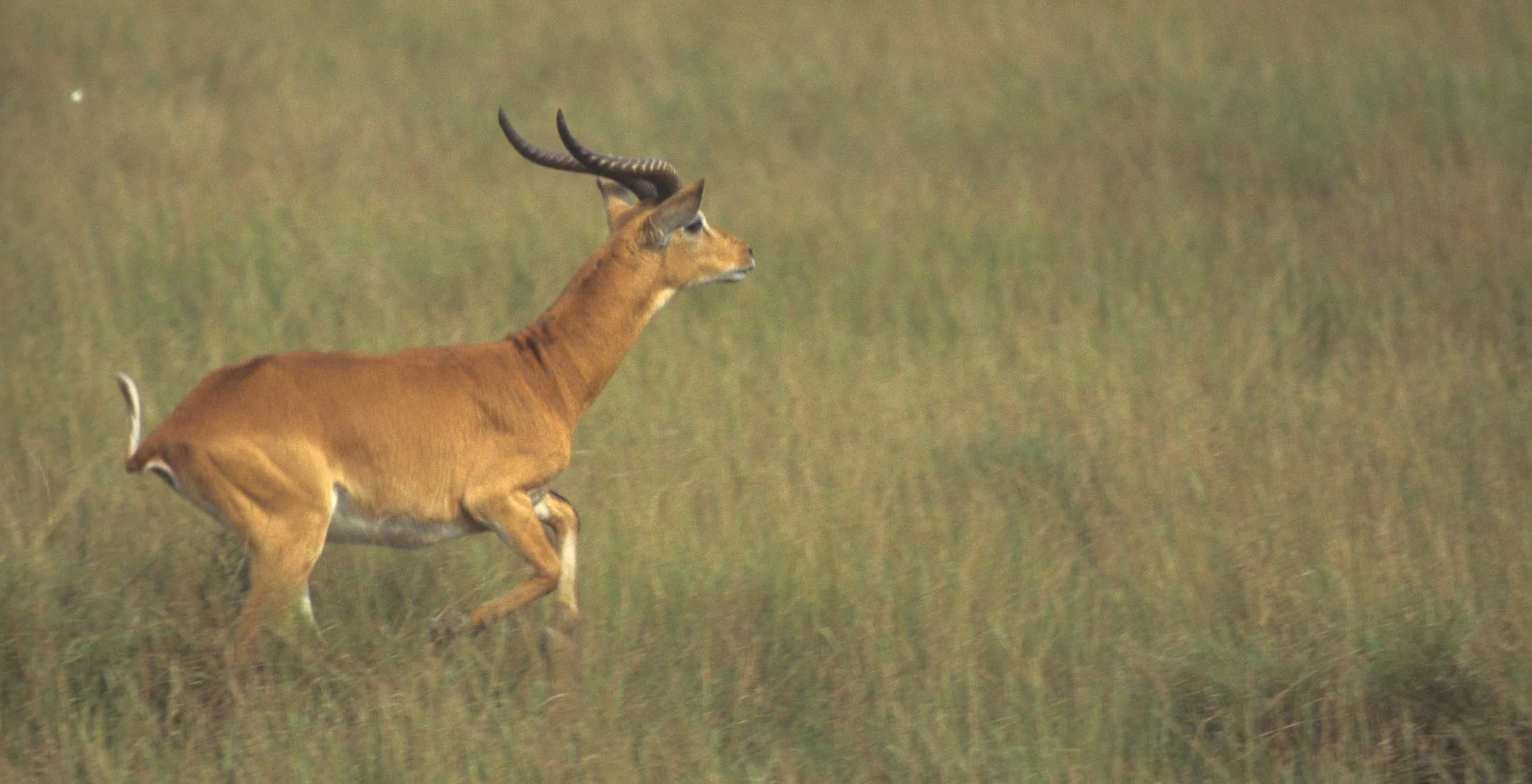 BOVID - UGANDA KOB - QE (2).jpg