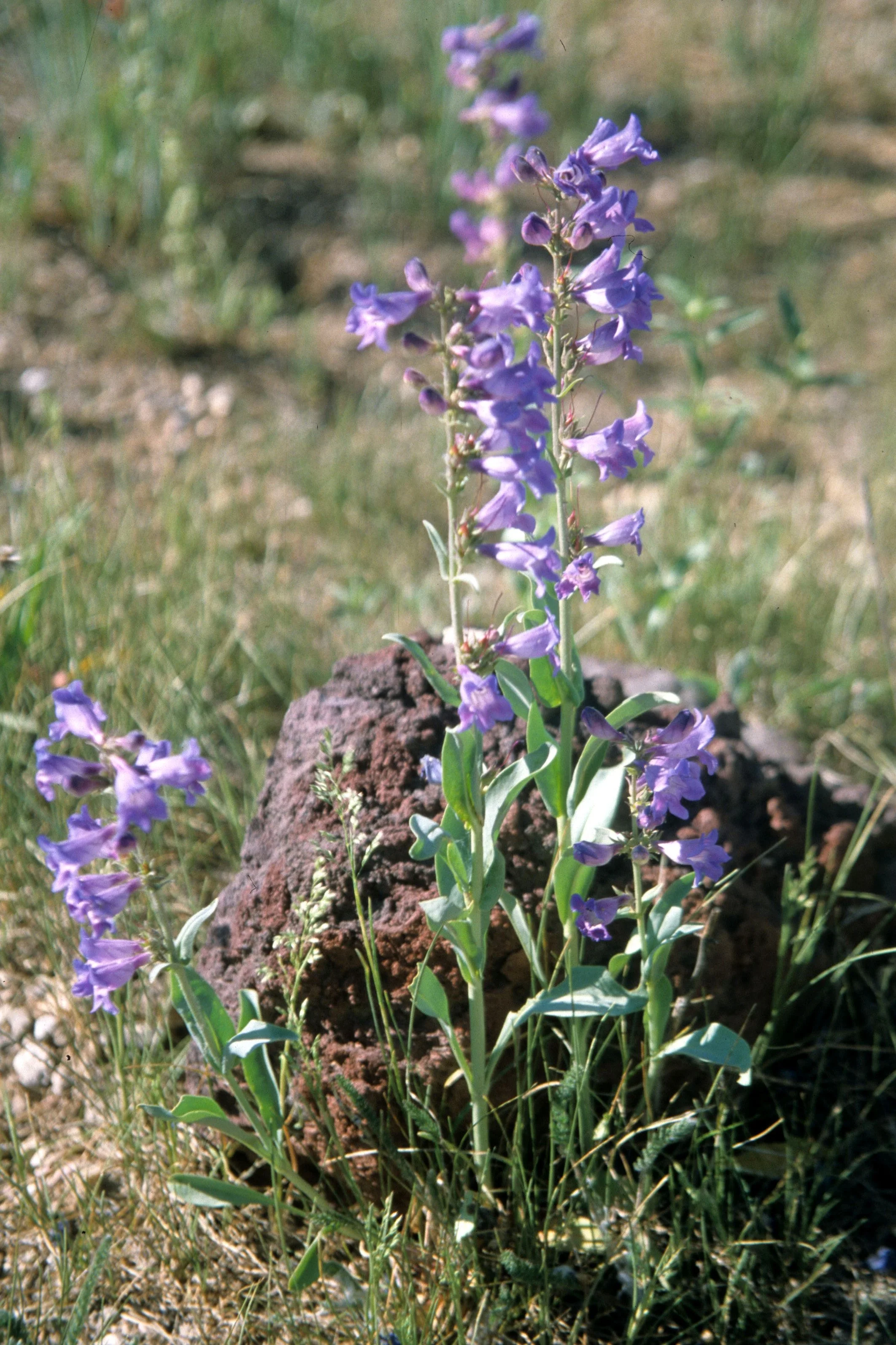 UTAH - BRYCE CANYON - PENSTEMON SPECIES.jpg
