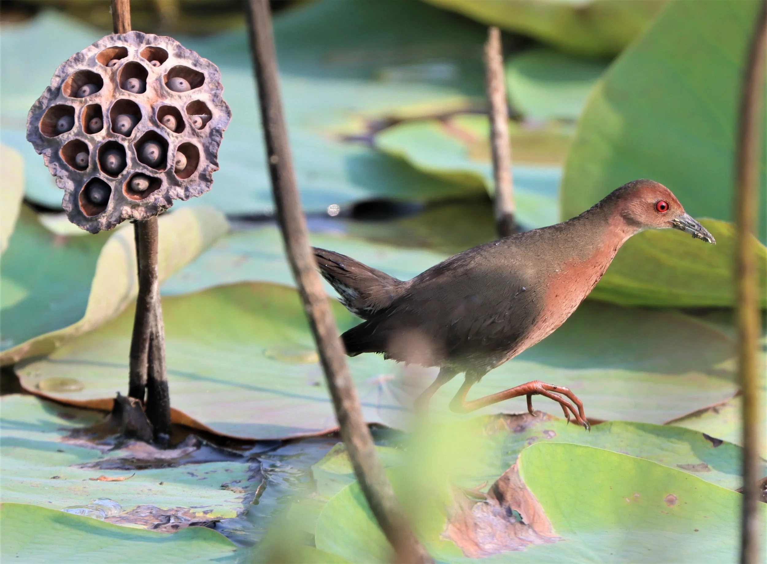 Ruddy-breasted Crake (Porzana fusca) Lat Krabang Wetlands Tap Yao Rice fields Bangkok (3).jpg