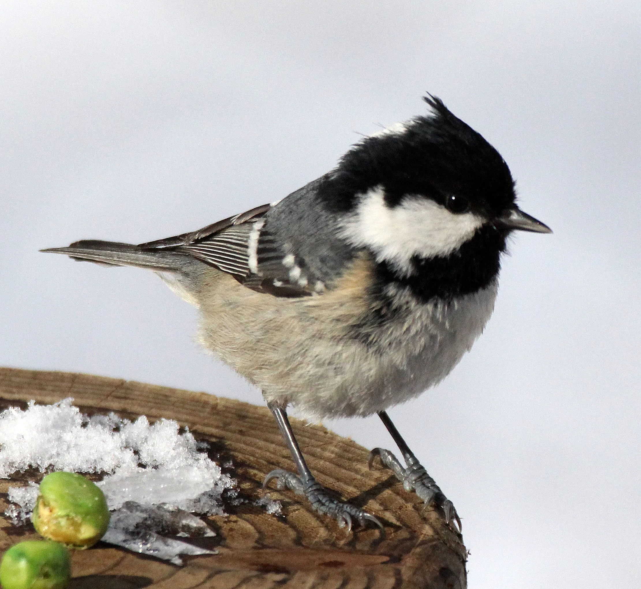 Coal Tit (Periparus ater) Kinohiroba Park, Abashiri, Hokkaido Japan (6).JPG