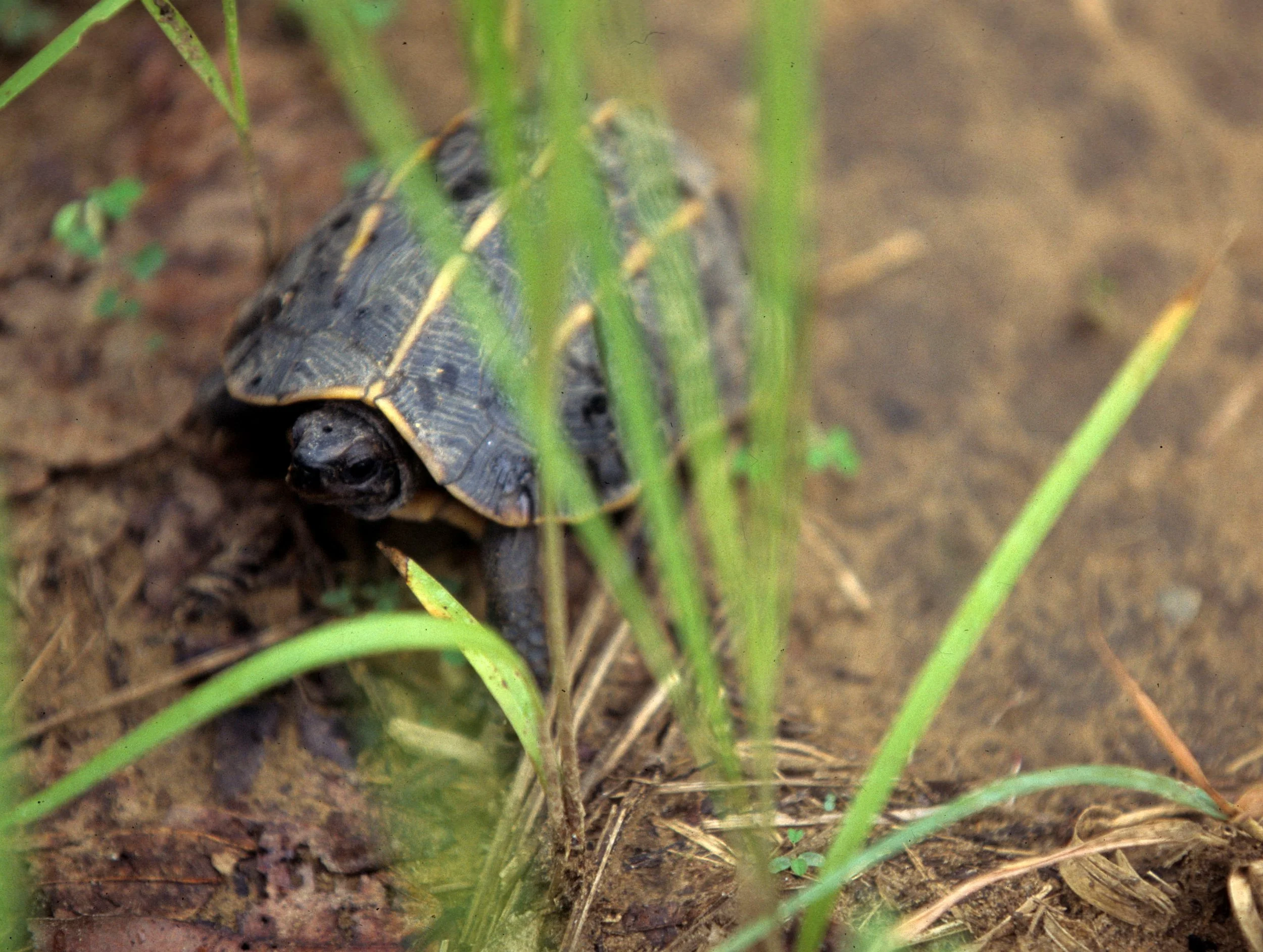 REPTILE - TURTLE - TERRAPIN SPECIES - KALEODEO INDIA.jpg