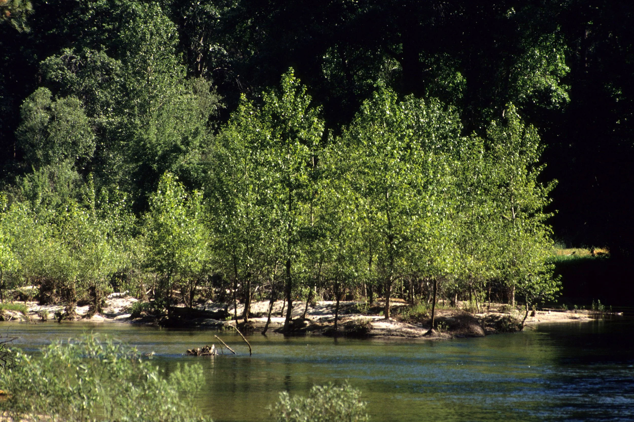 CALIFORNIA - YOSEMITE - MERCED RIVER A.jpg