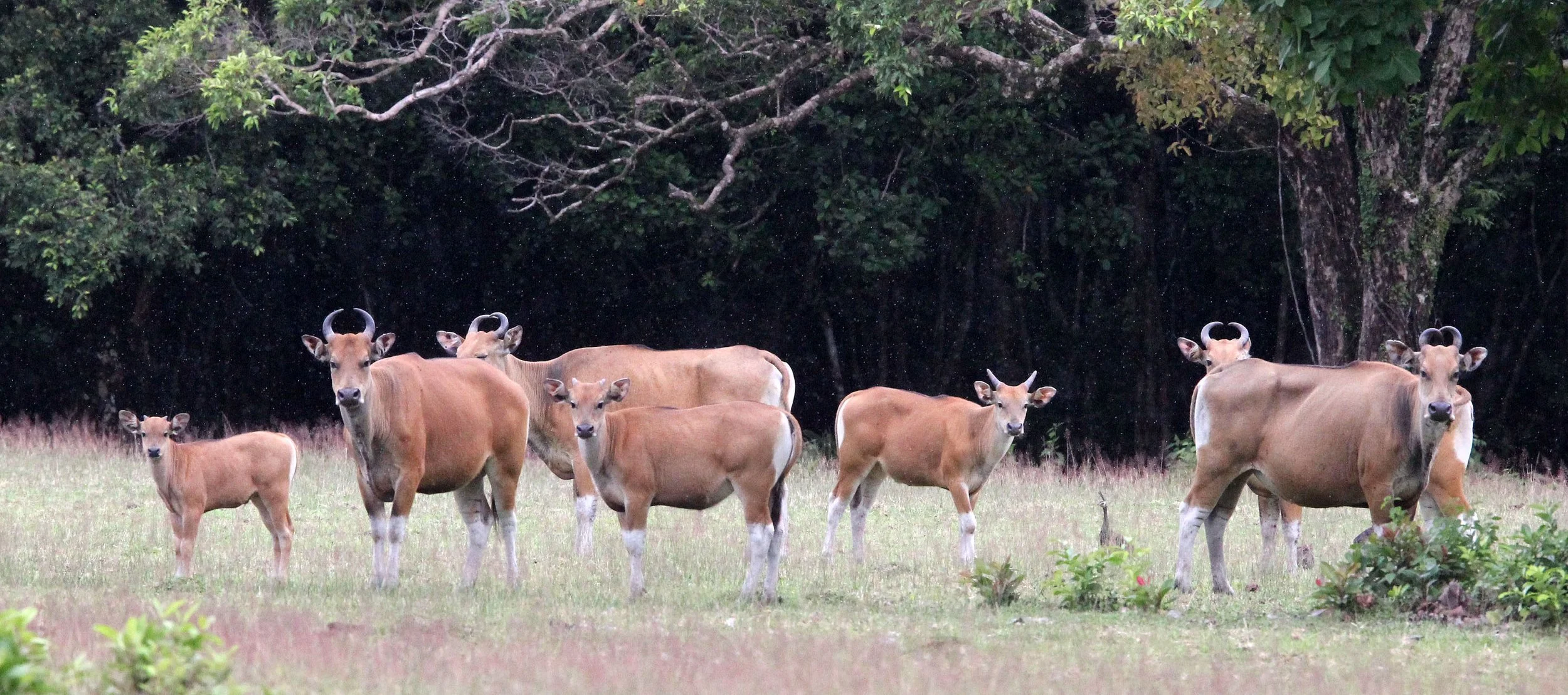 BANTENG - JAVA BANTENG - Bos javanicus javanicus - UJUNG KULON NATIONAL PARK JAVA BARAT INDONESIA (47).JPG