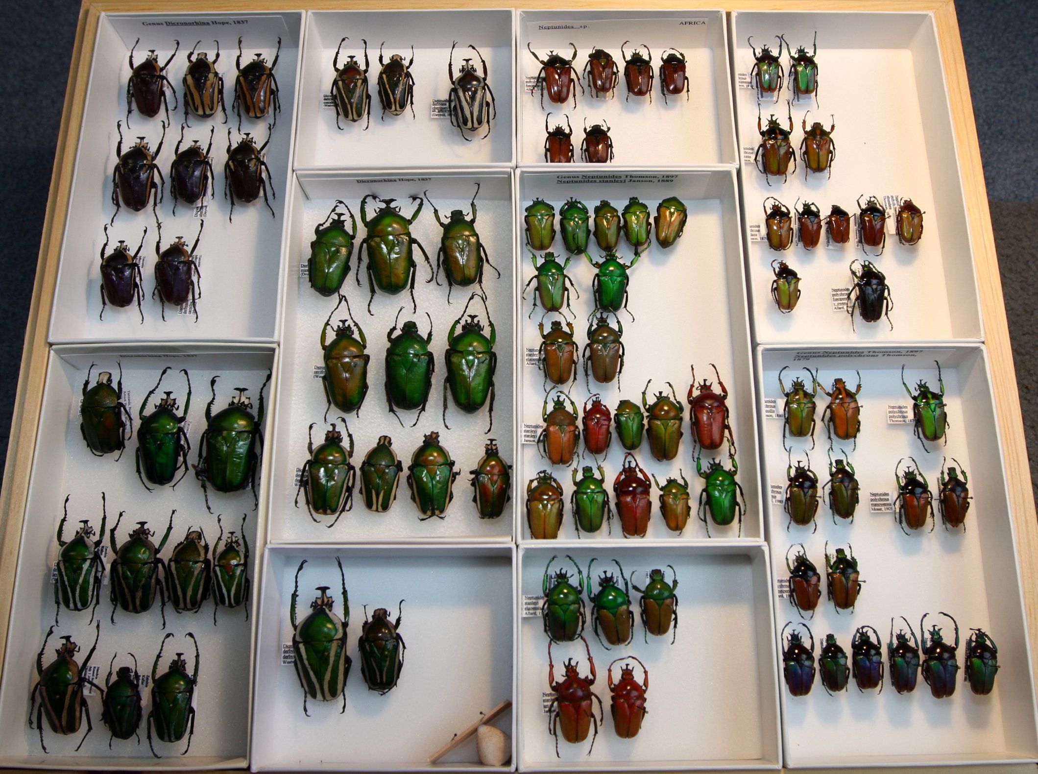 Cetoniinae 18 – Goliathini – Neptunides, Dicronorhina.JPG