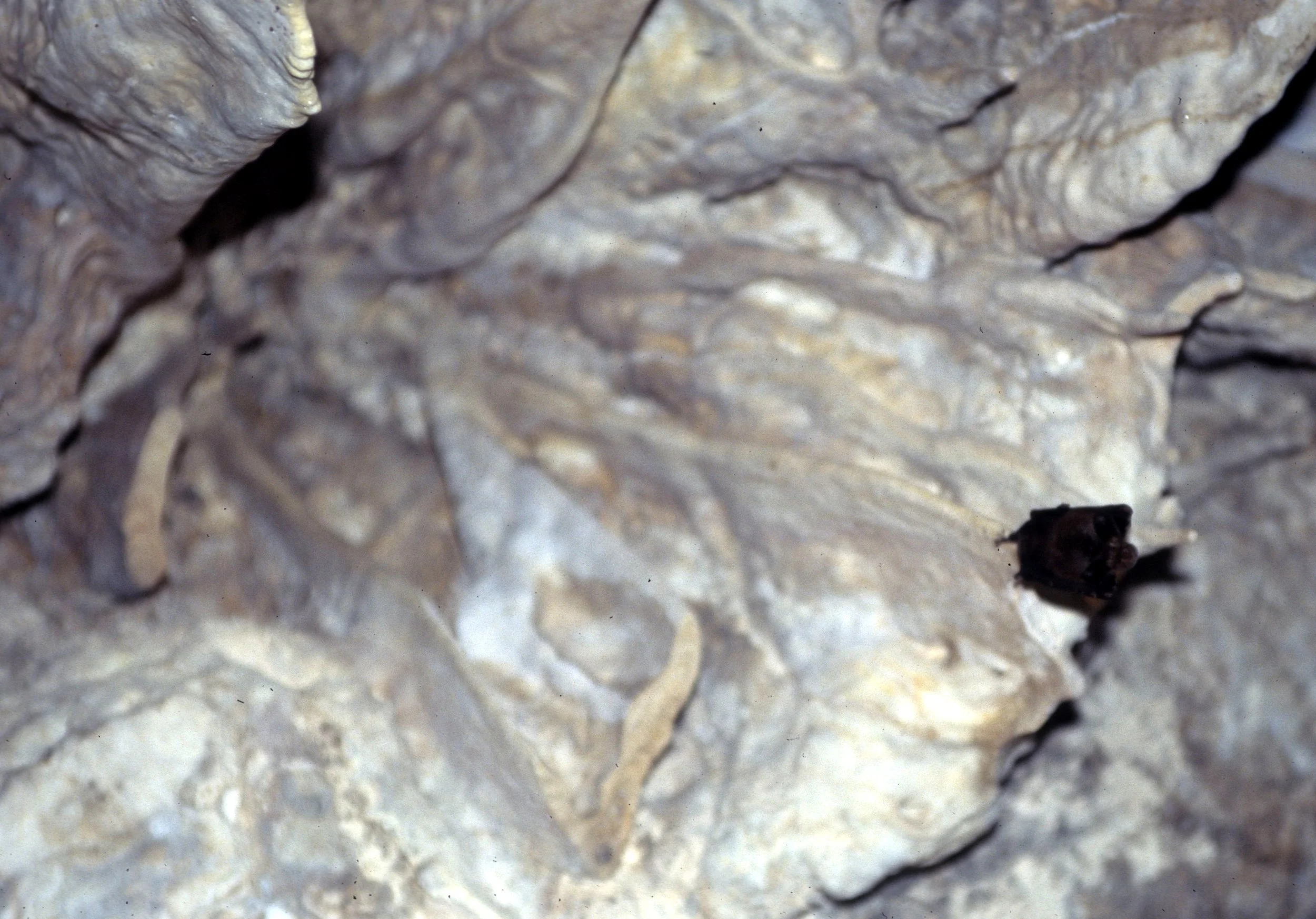 CHIROPTERA - INSECTIVOROUS BAT - FLORES CAVE INDONESIA.jpg