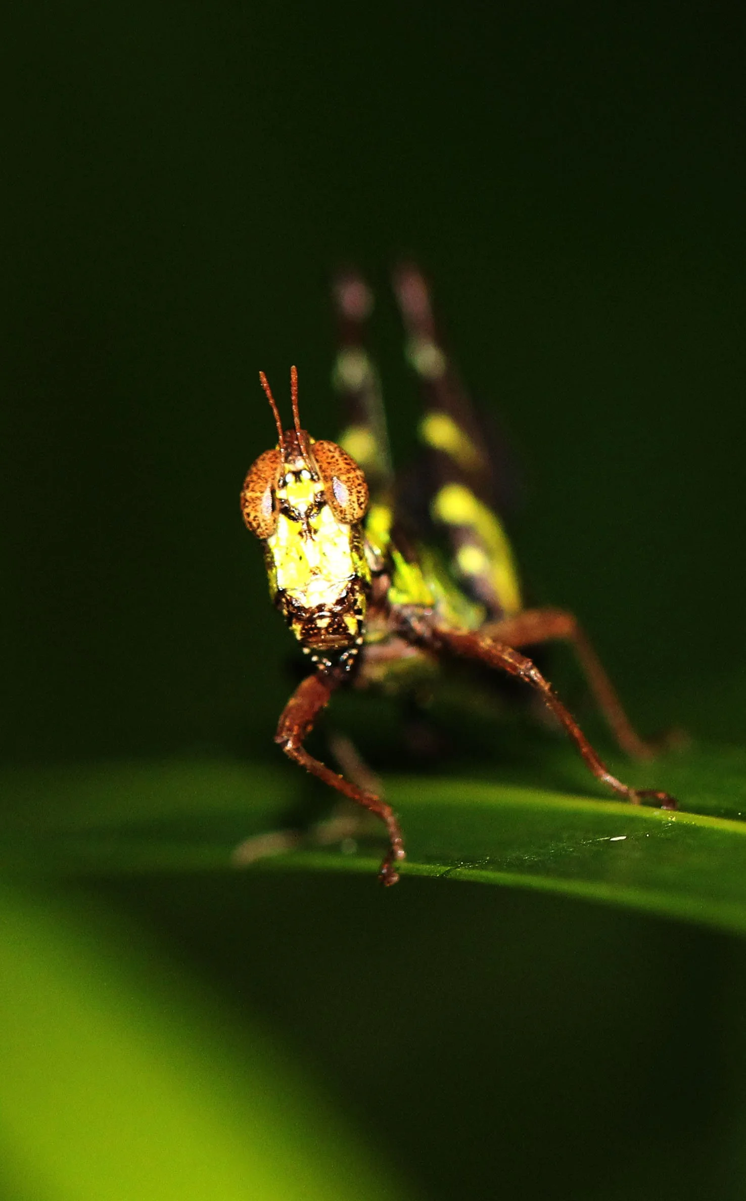 Erianthus serratus - Koh Lanta, Thailand (15).JPG
