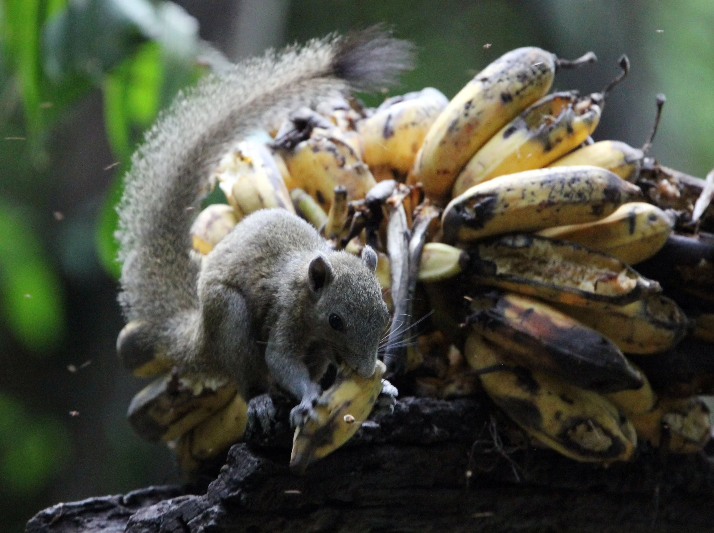 Callosciurus caniceps caniceps - MAINLAND GREY-BELLIED SQUIRREL -  KAENG KRACHAN NP THAILAND (44).JPG