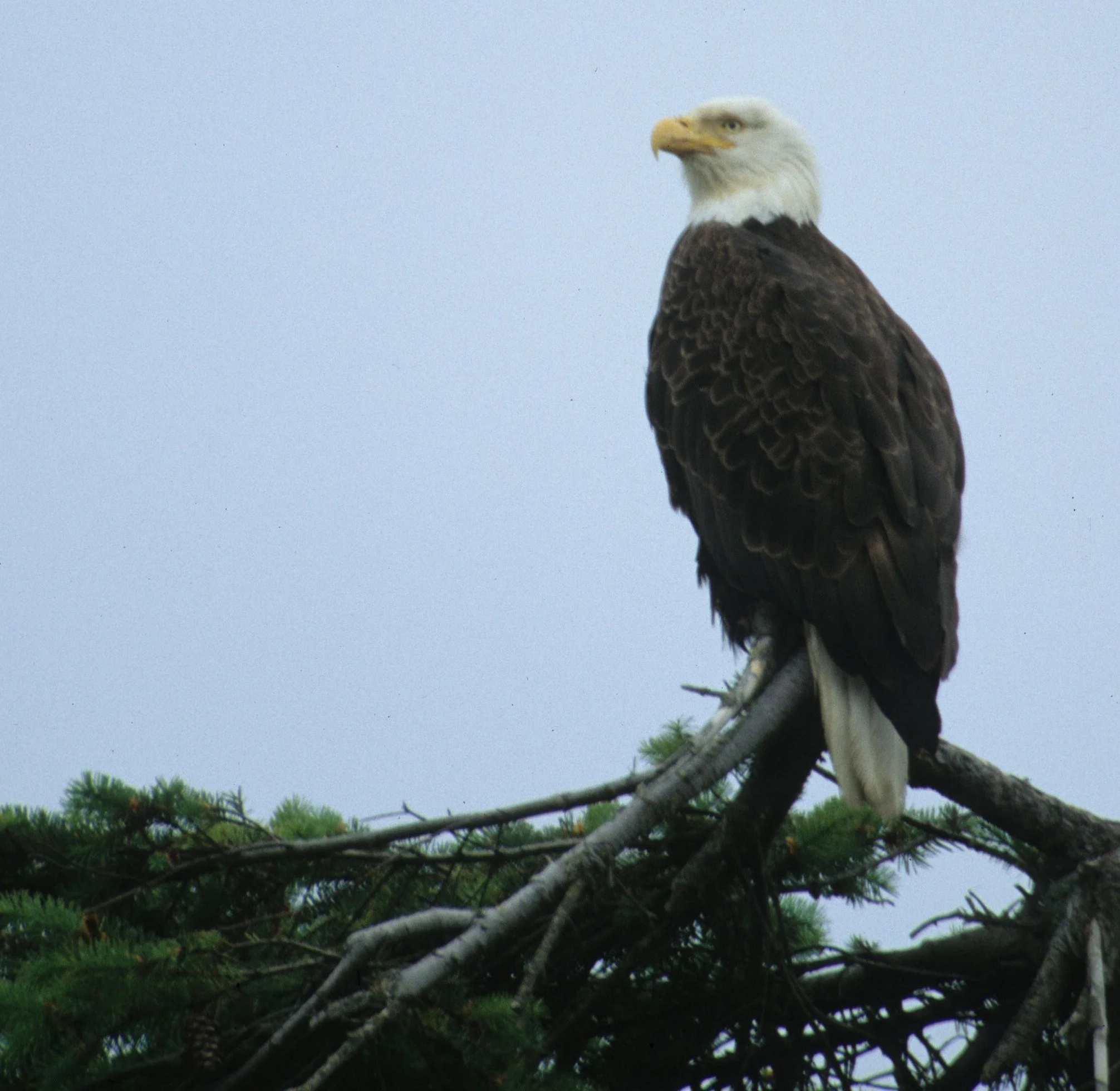Haliaeetus leucocephalus - AMERICAN BALD EAGLE - LAKE FARM CLALLAM COUNTY WASHINGTON STATE (22).jpg