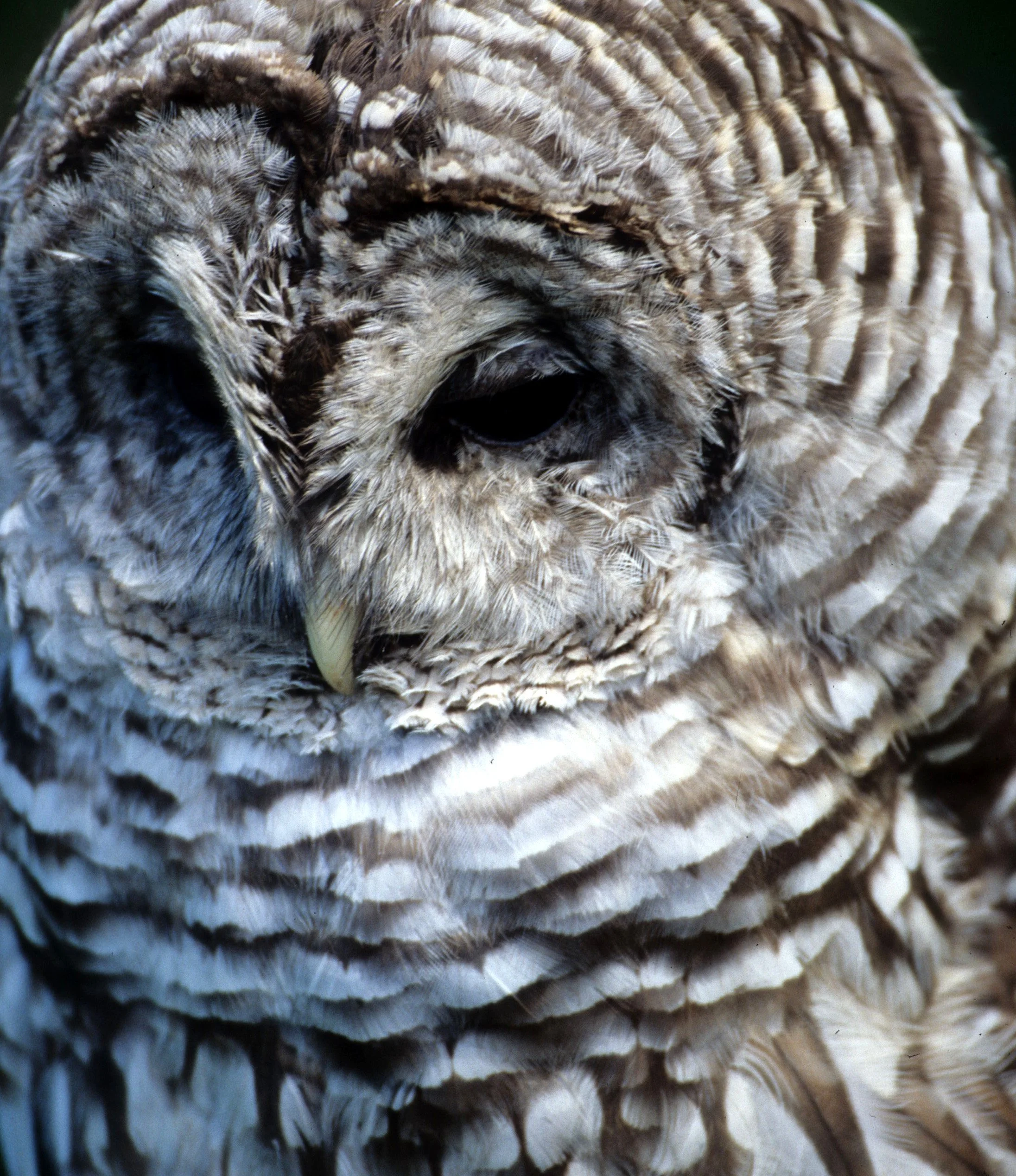 BIRD - OWL - BARRED - OP.jpg