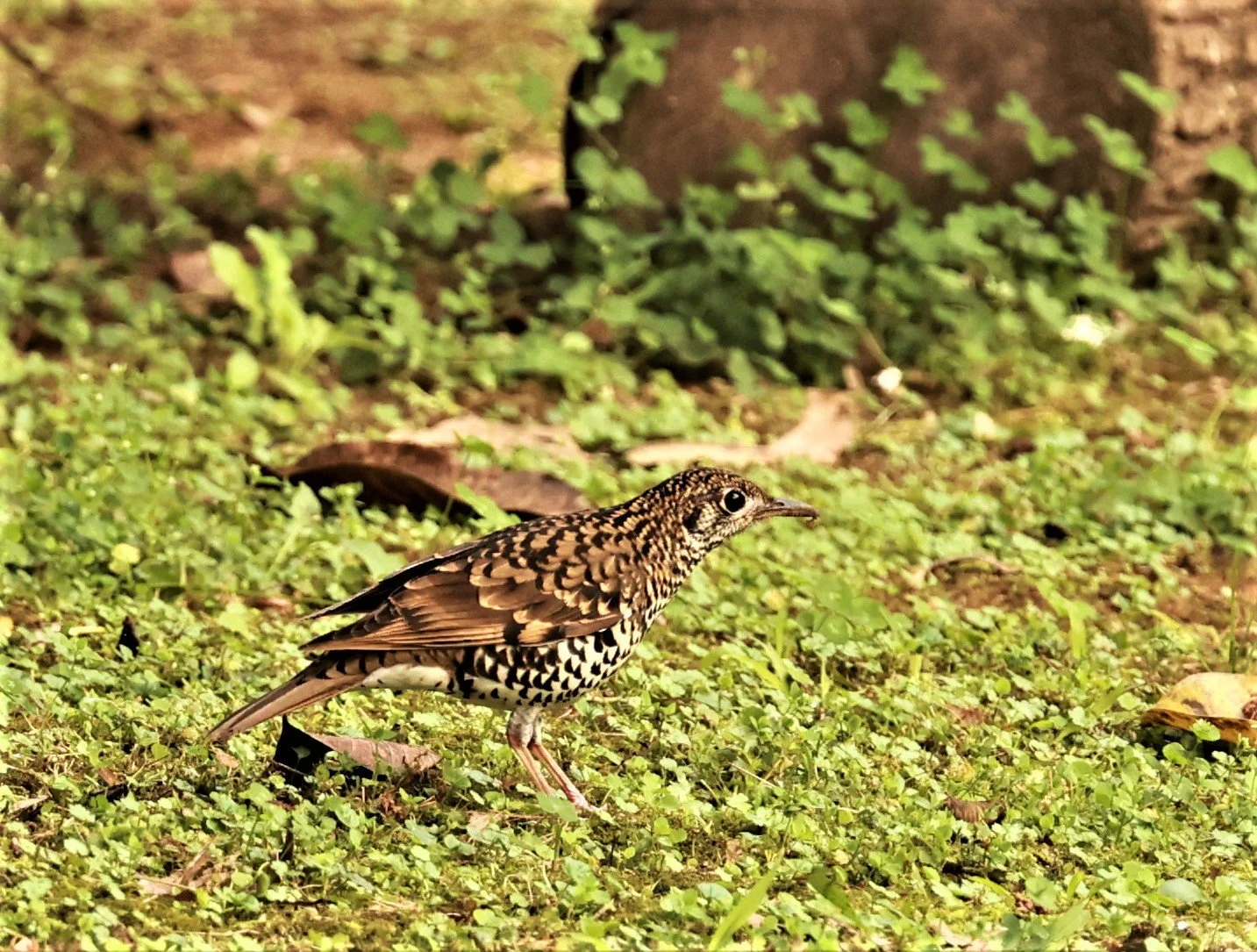 Scaly Thrush (Zoothera dauma) Doi Ang Kang Chiang Mai (33).jpg