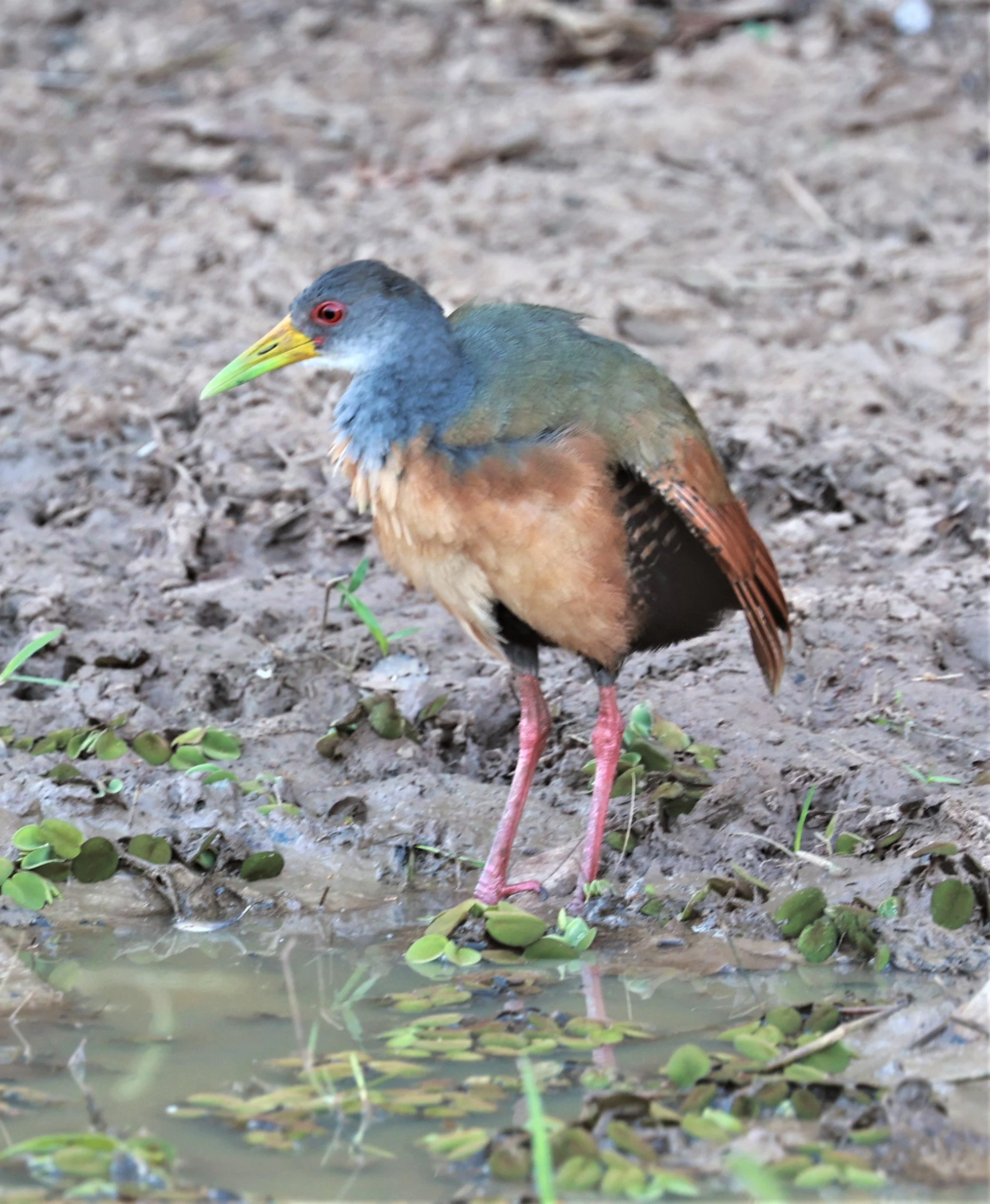 Gray-cowled Wood-rail - Aramides cajaneus - Pousada Aguape - Fazenda São José Zona Rural, Aquidauana, Mato Grosso do Sul, Brazil