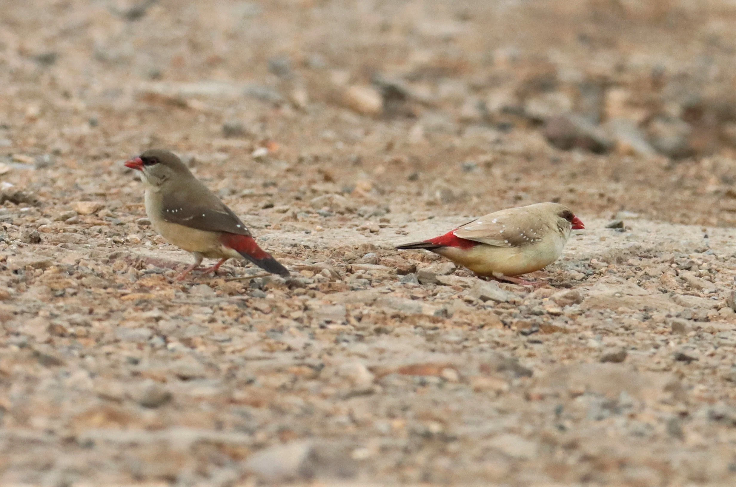 RED AVADAVAT - Amandava amandava - THAP YAO RICE FIELDS LAT KRABANG WITH LEUCISTIC FORM (8).jpg