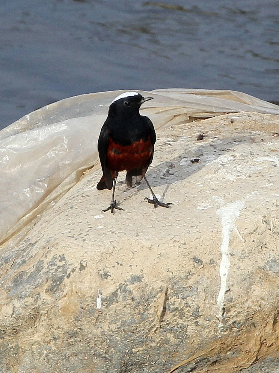 BIRD - REDSTART - WHITE-CAPPED WATER REDSTART - FOPING NATURE RESERVE, SHAANXI CHINA (1).JPG