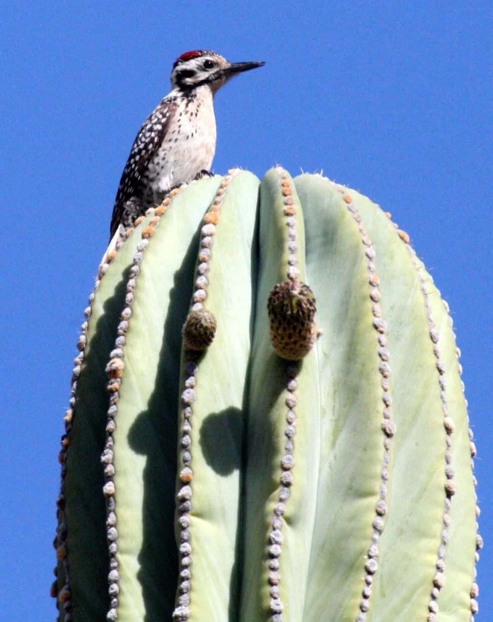 BIRD - WOODPECKER - LADDER-BACKED WOODPECKER - PICOIDES SCALARIS - ISLA SANTA CATALINA BAJA MEXIO (4).JPG