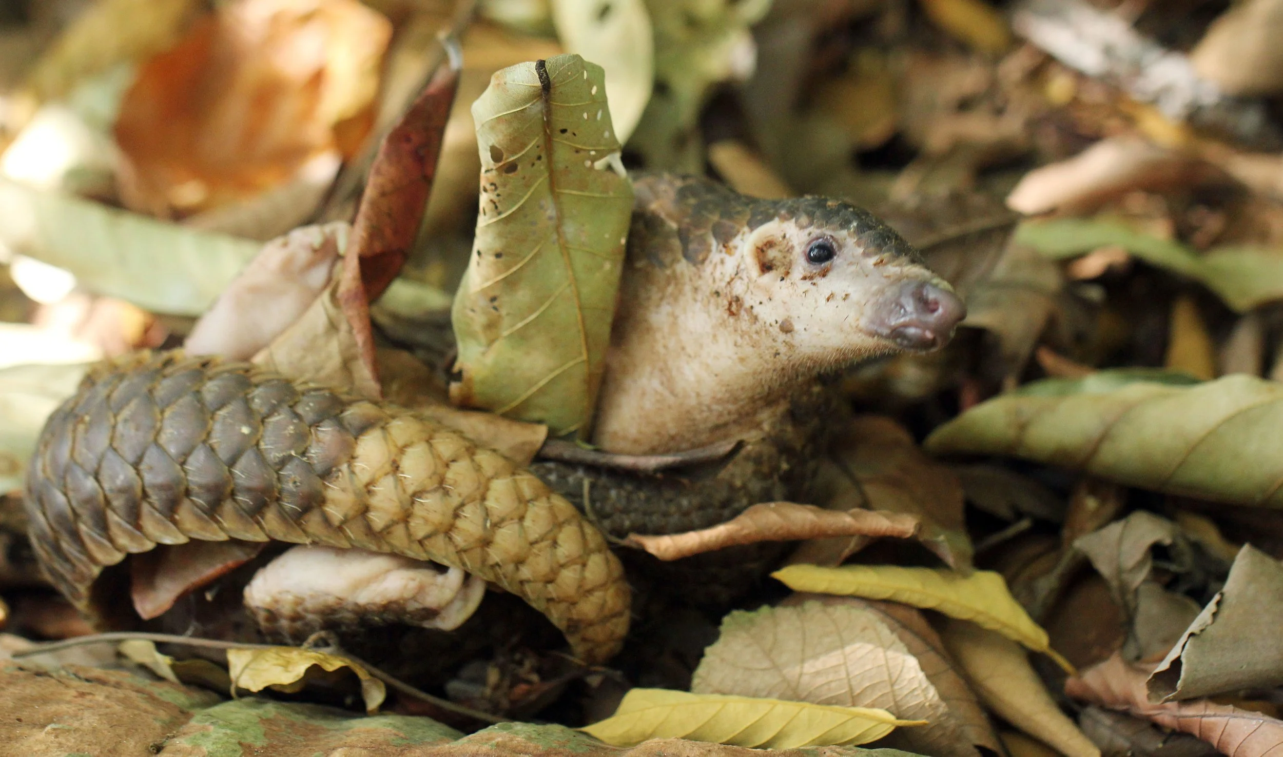 Manis javanica - SUNDA PANGOLIN - KOH LANTA THAILAND, THE OTHERSIDE VILLAS (35).JPG