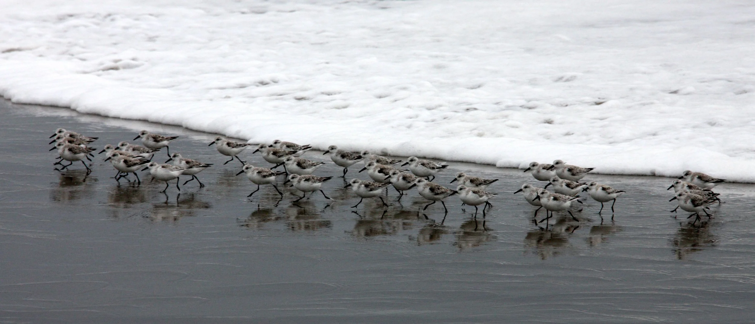 BIRD - SANDERLINGS - SUNSET BEACH STATE BEACH CALIFORNIA (5).JPG