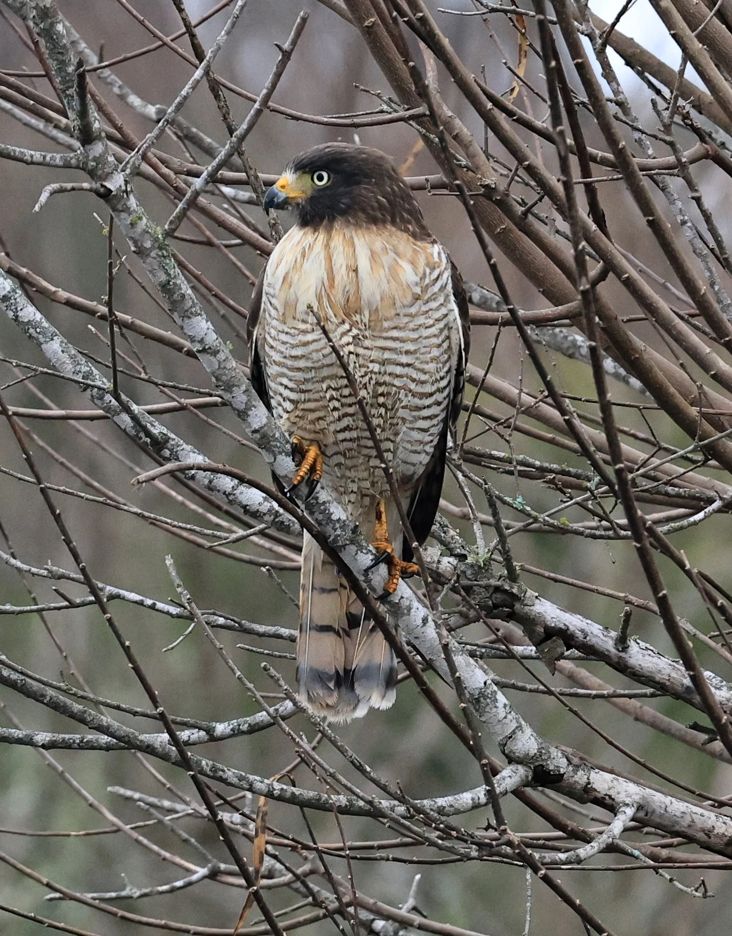 Roadside Hawk (Rupornis magnirostris) El Palmar National Park, Entre Rios, Argentina (27).jpg