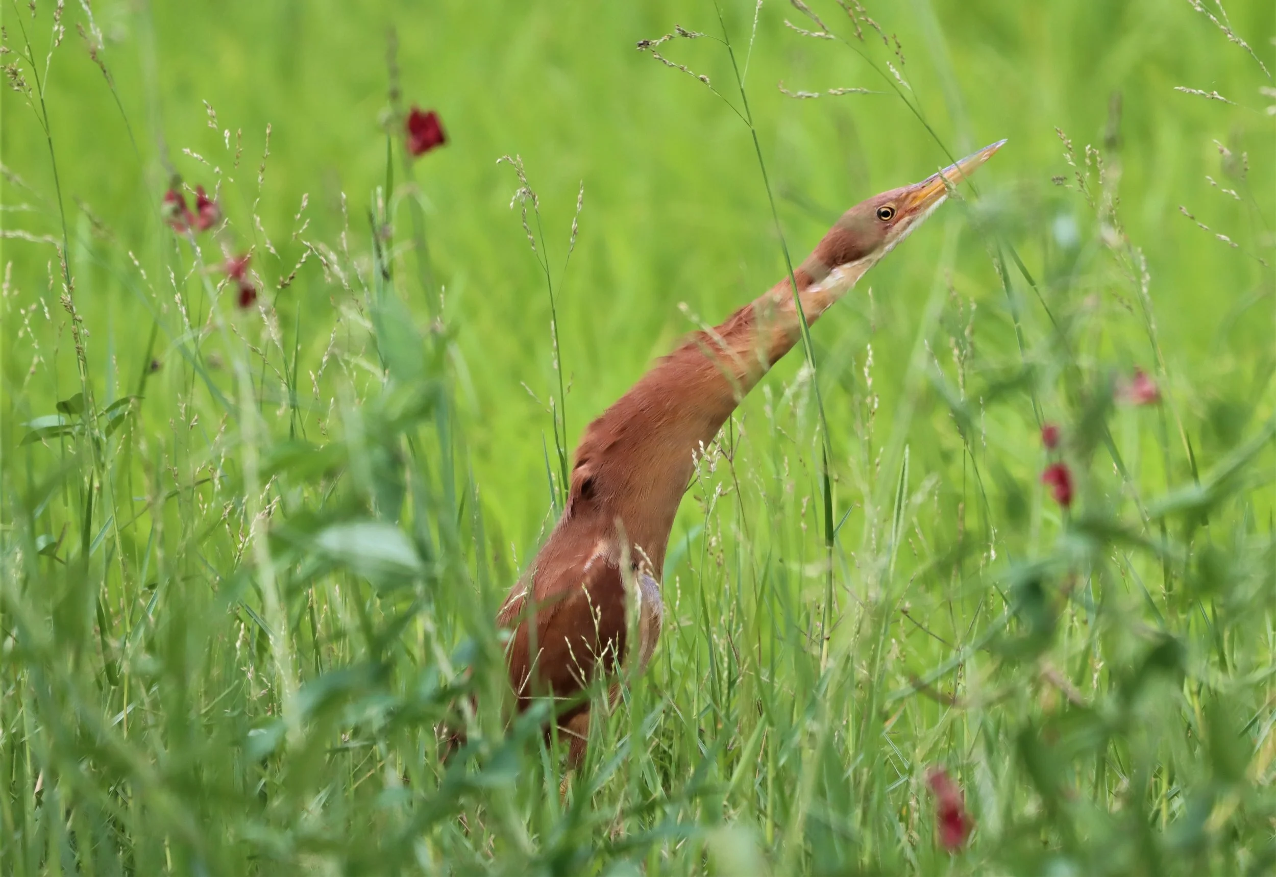 BITTERN - CINNAMON BITTERN (CHESTNUT BITTERN) - Ixobrychus cinnamomeus - BURIRAM HUAI CHORAKHE MAK (94).jpg