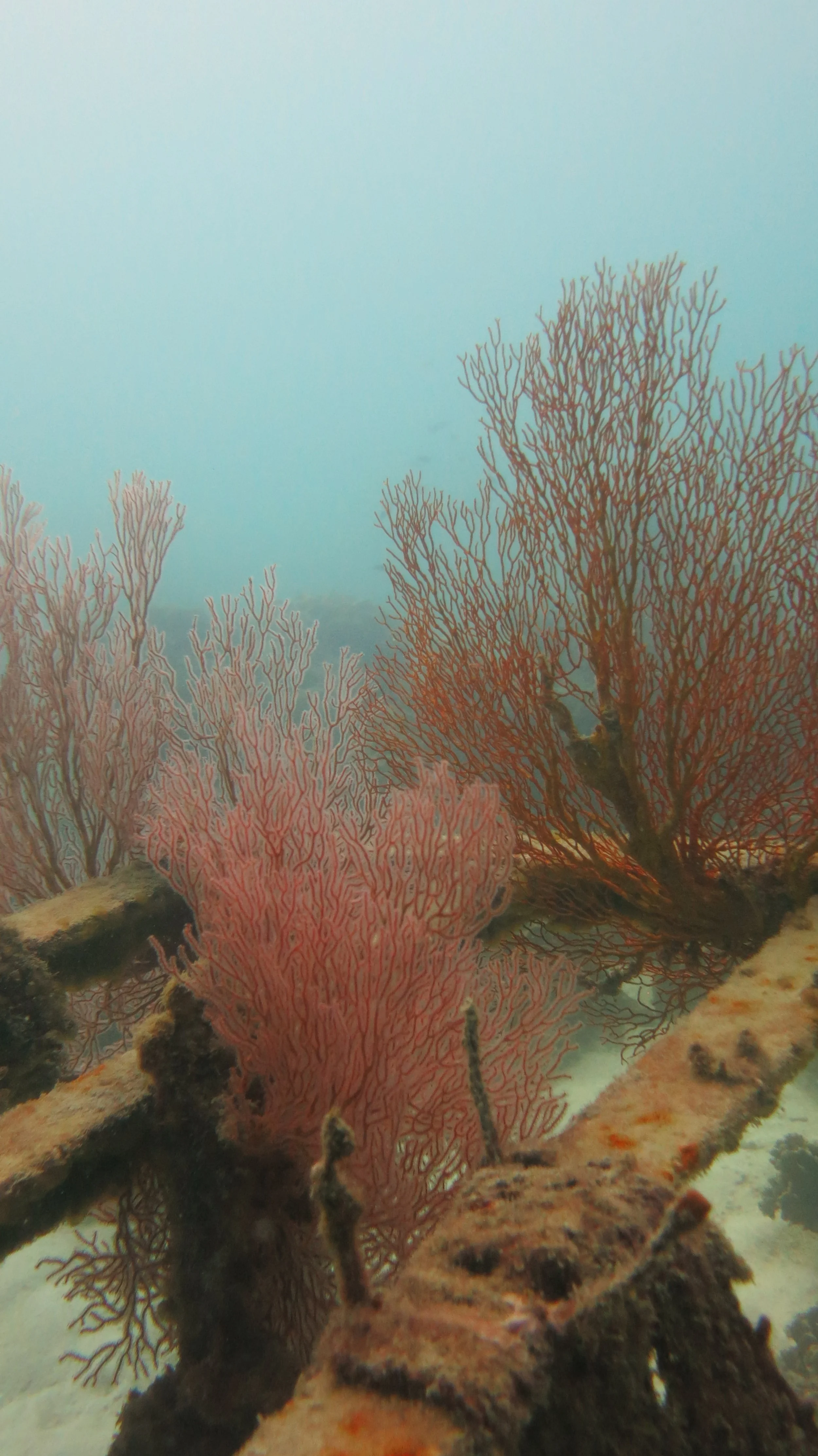 2016 BPS Satthahip Dive Trip with Marine Conservation Club (42).JPG