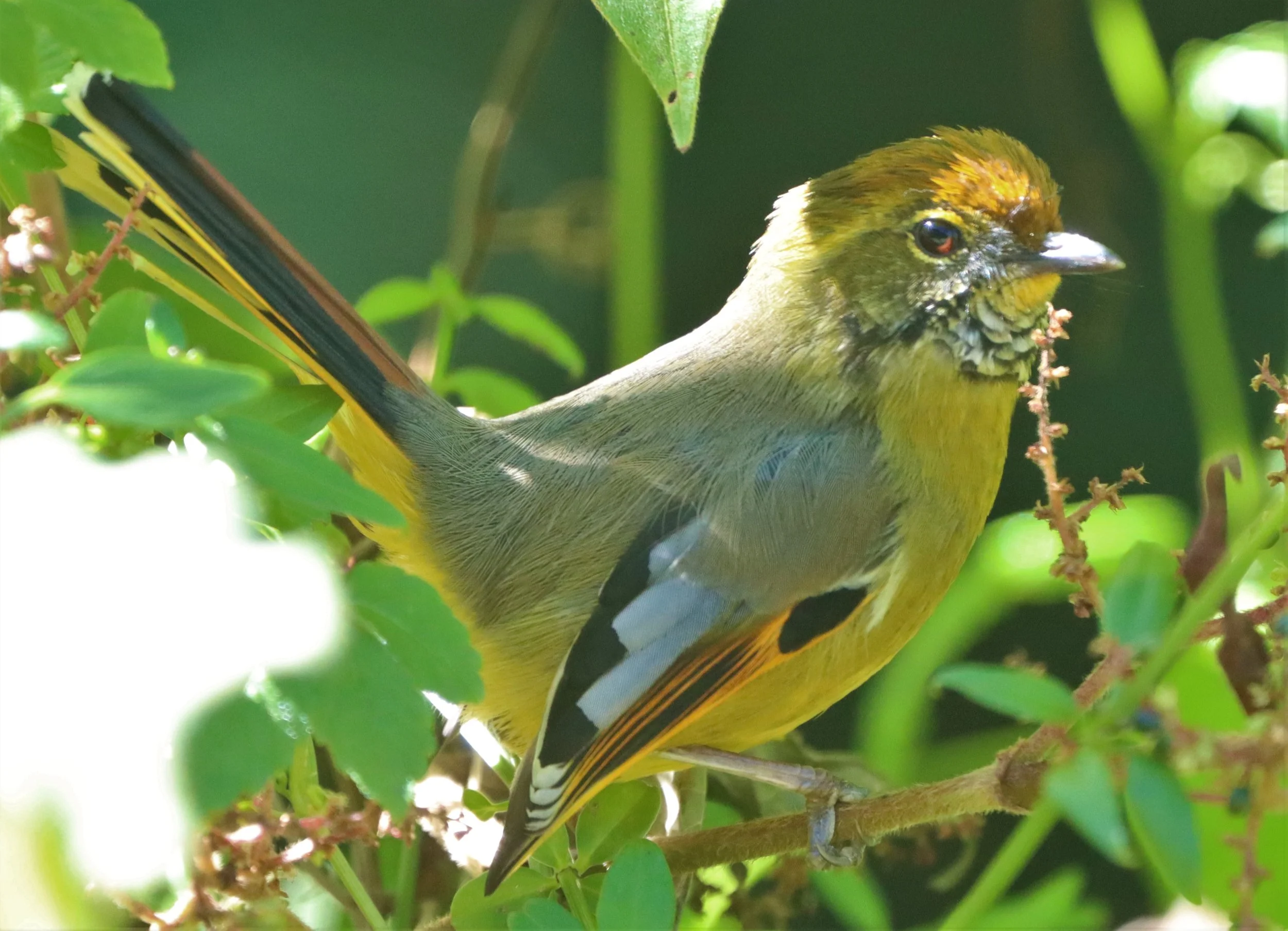 MINLA - CHESTNUT-TAILED MINLA - Minla strigula - DOI INTHANON SUMMIT (23).jpg
