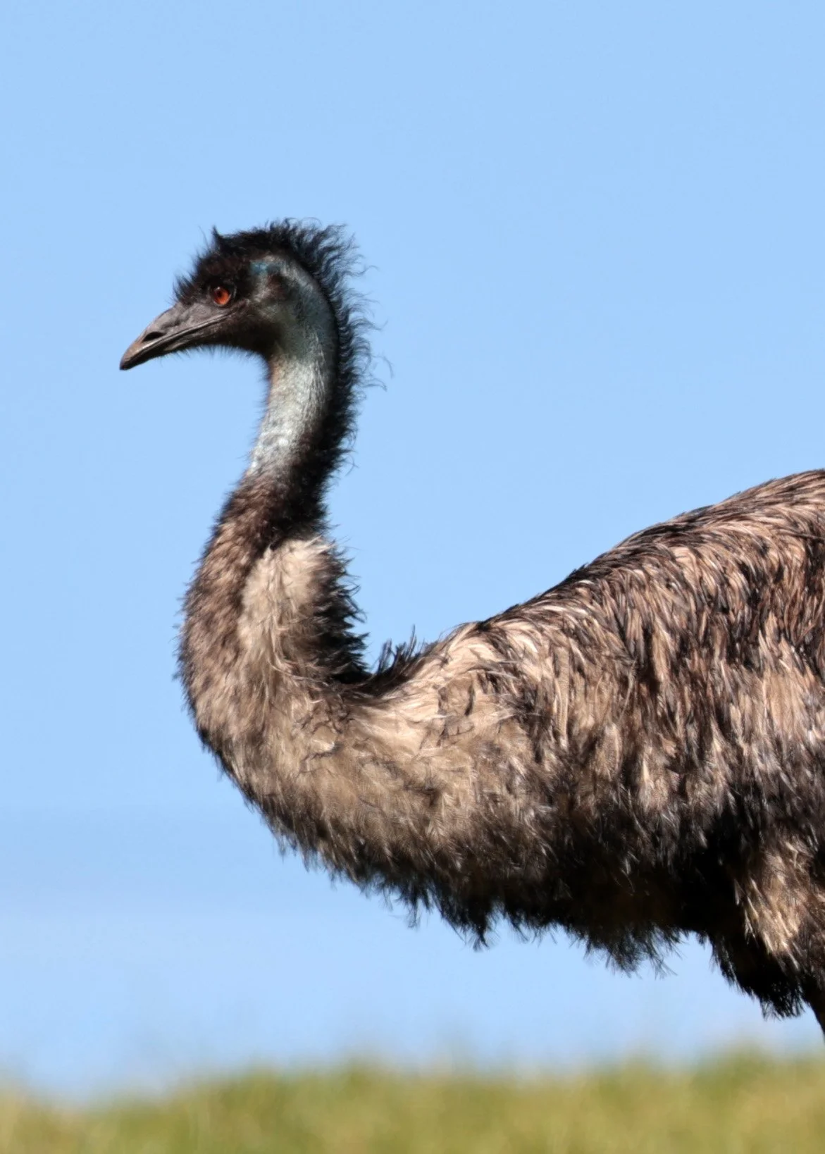 Emu (Dromaius novaehollandiae) Mt Frankland NP - Western Australia (12).jpg