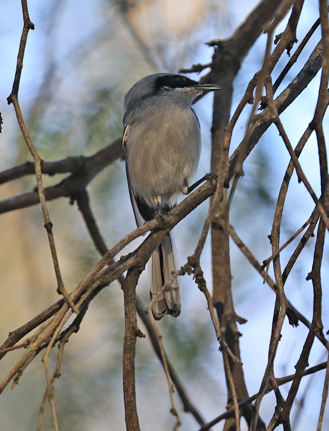 Masked Gnatcatcher (Polioptila dumicola) Estancia Campo'i Paraguay (3).jpg
