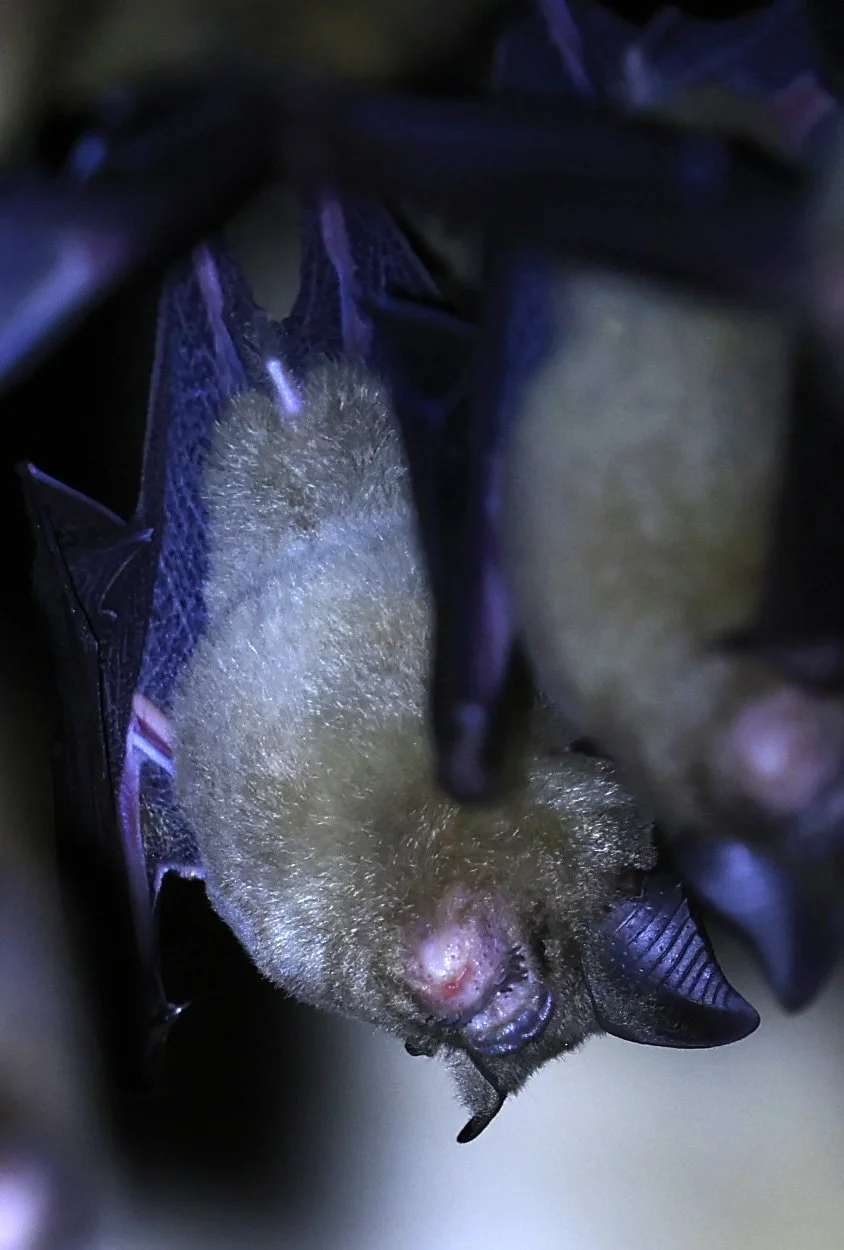 Horsfield’s Leaf-nosed Bat (Hipposideros.larvatus) Wat Tham Sila Thong Temple Pak Chong Thailand near Khao Yai (68).jpg