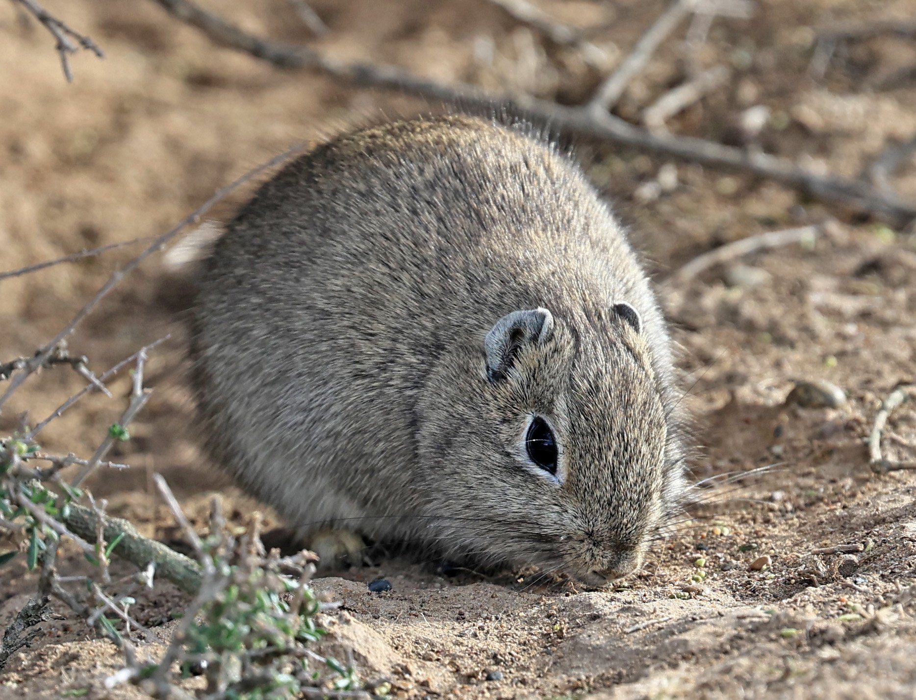 Southern Mountain Cavy (Microcavia australis) Valdes Peninsula, Chubut Province, Argentina Day 2 (1 (62).jpg