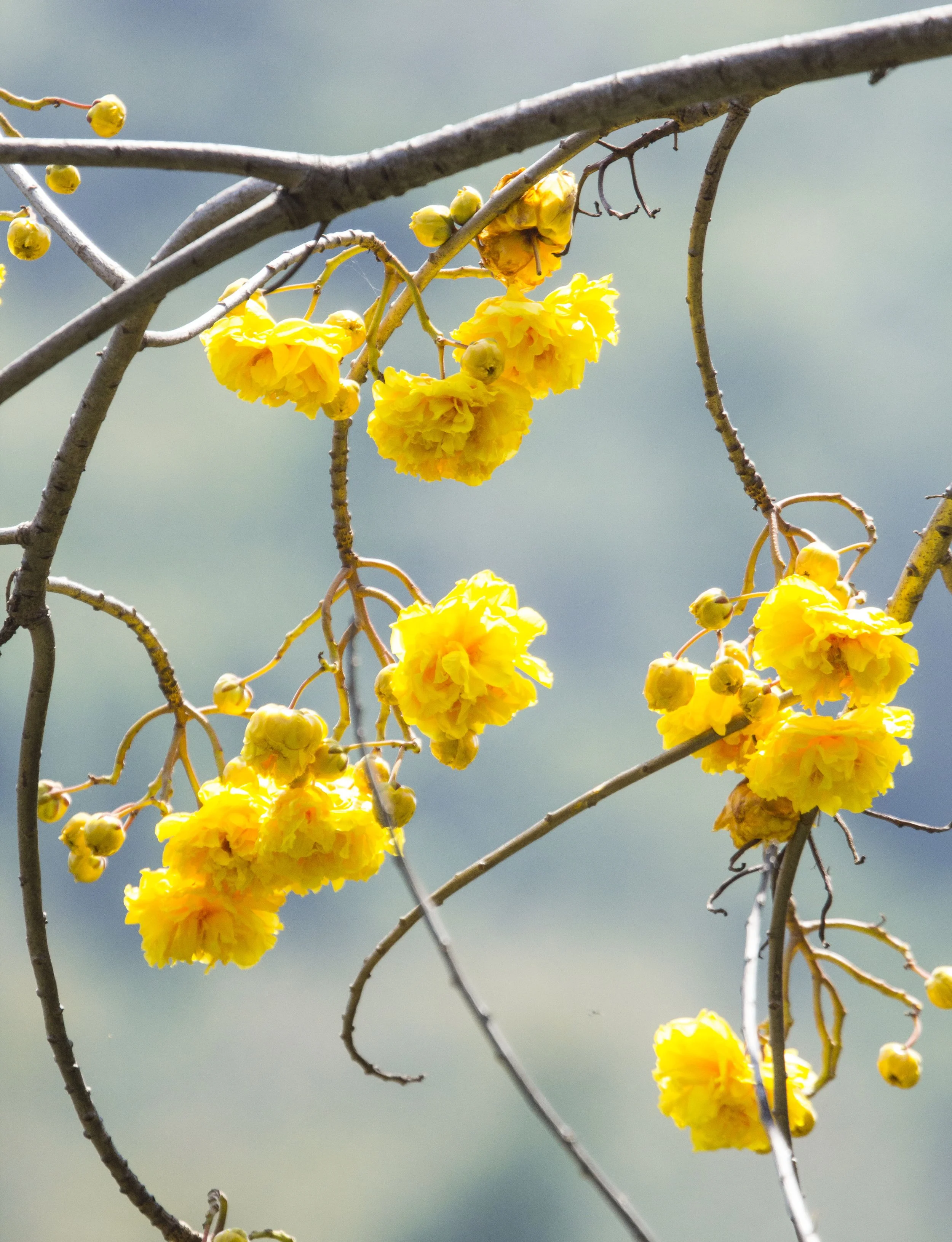 Yellow Silk Cotton Tree (Cochlospermum religiosum) seen rather commonly in Khao Yai and Pang Sida