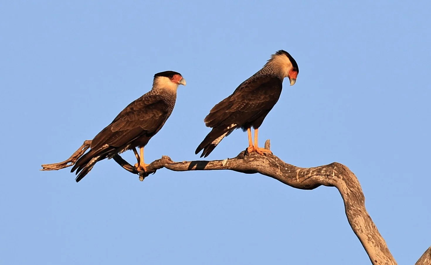 Crested Caracara (Caracara plancus) Agua Dulce Paraguay  (10).jpg