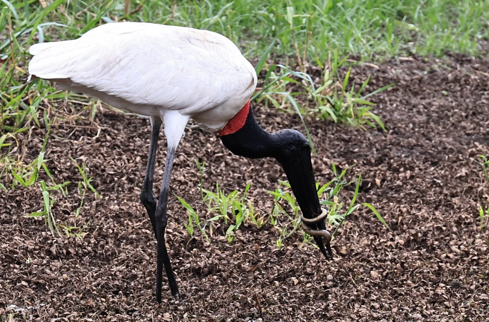 Jabiru (Jabiru mycteria) Agua Dulce Paraguay (12).jpg