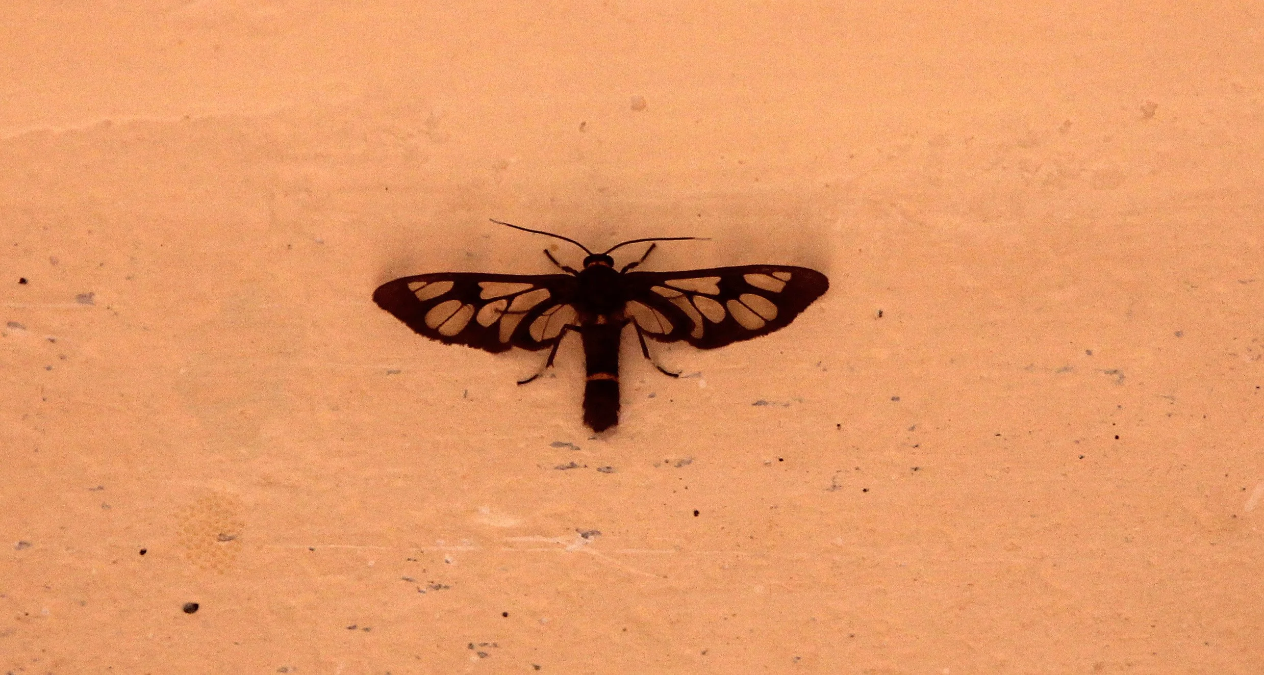 Zygaenidae - Unidentified Species - Valparai, Kerala, India