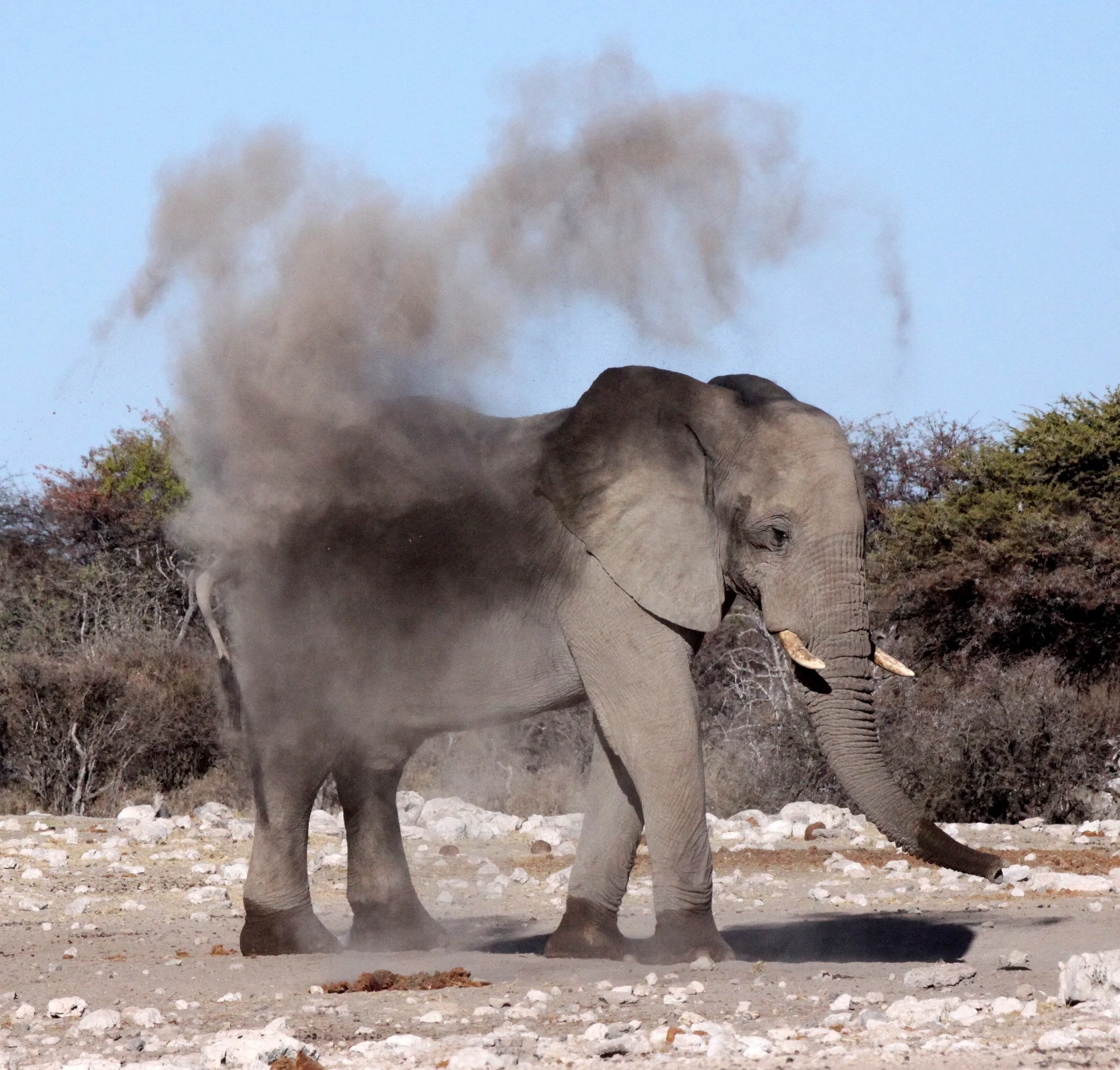 ELEPHANT - AFRICAN ELEPHANT - WHITE DESERT FORM - ETOSHA NATIONAL PARK NAMIBIA (33).JPG