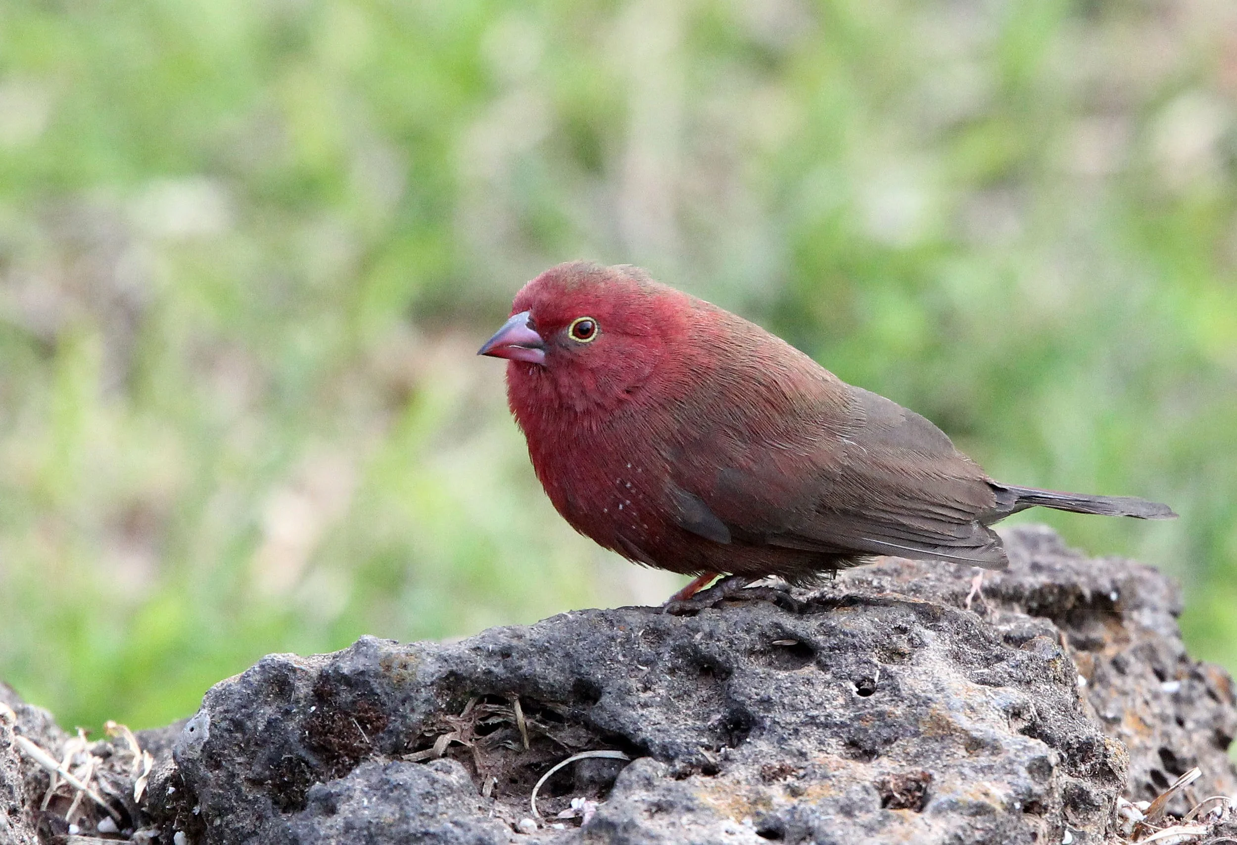 Red-billed Firefinch or Senegal Firefinch (Lagonosticta senegala) Nyungwe NP Rwanda 2012 (1).JPG