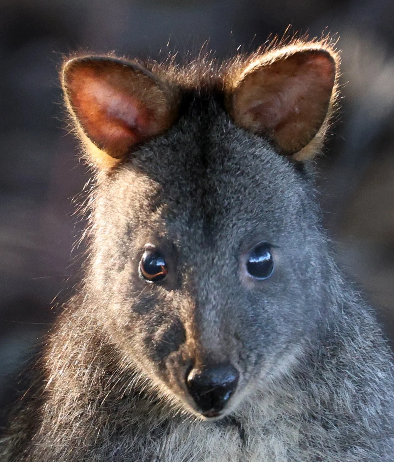 Tasmanian Pademelpon (Thylogale billardierii) Bruny Island - Tasmania