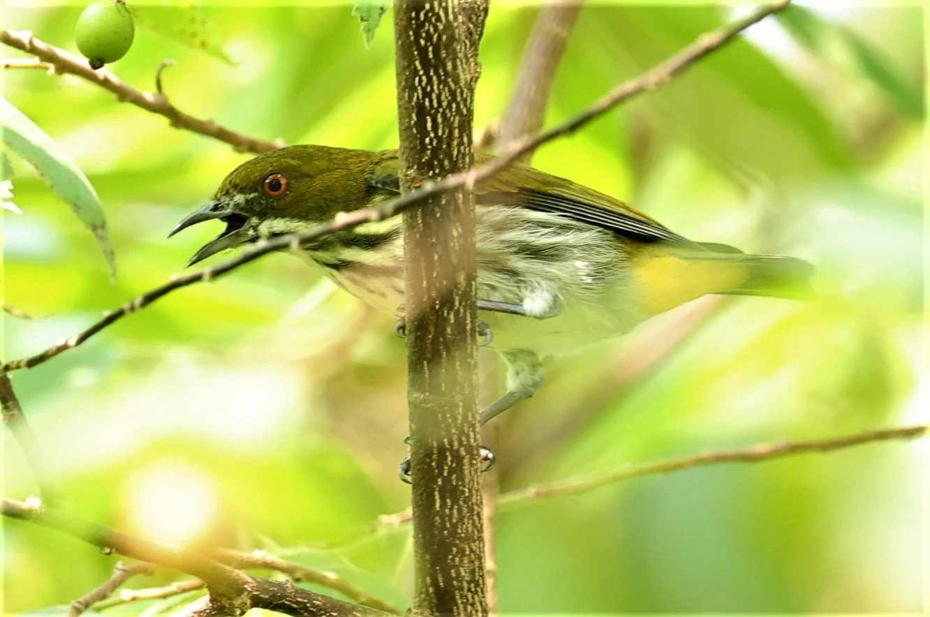 FLOWERPECKER - YELLOW-VENTED FLOWERPECKER - Dicaeum chrysorrheum - KRUNG CHING, KHAO LUANG NP NST, APRIL 2022 (23).jpg