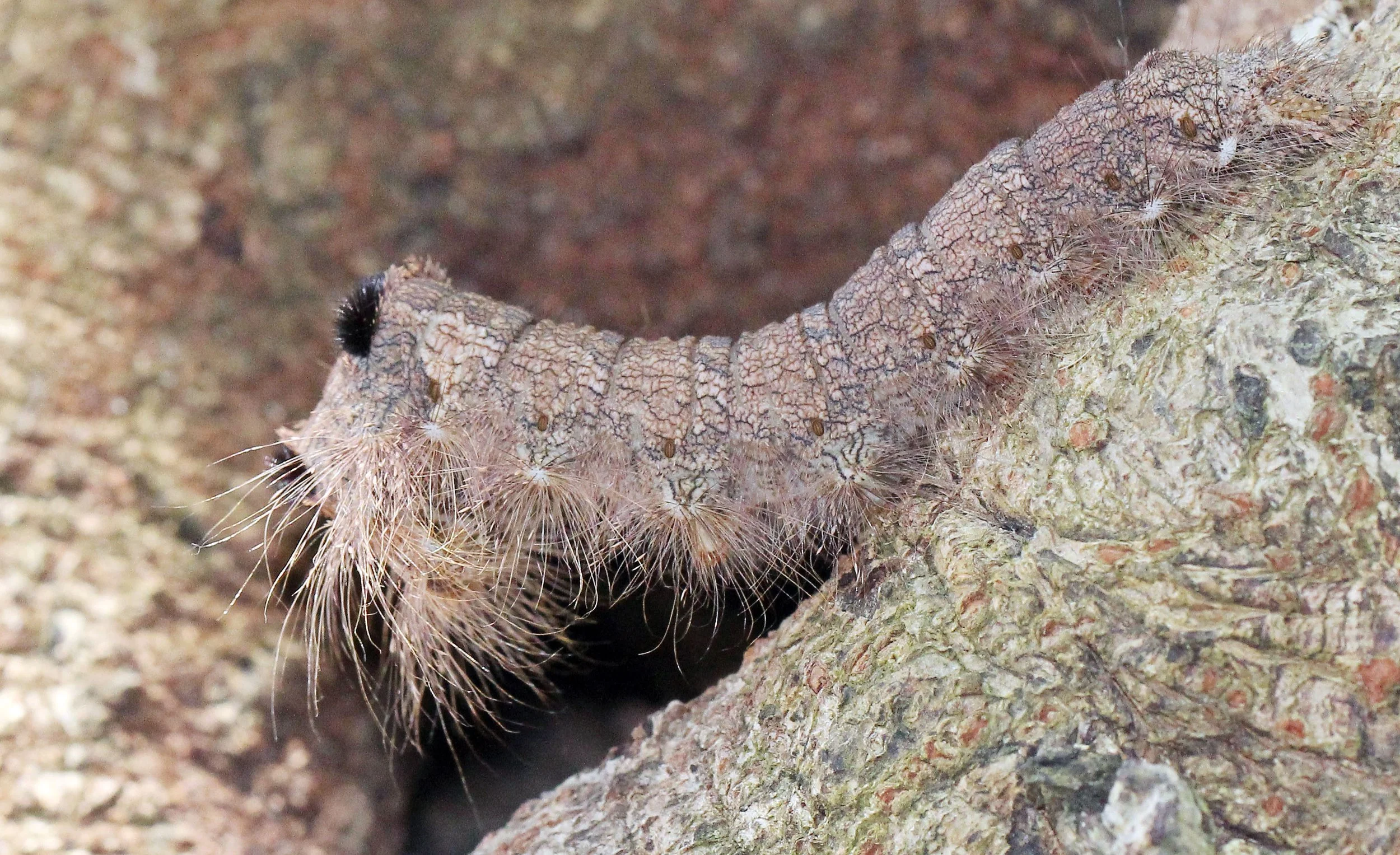 LEPIDOPTERA - Nephelium lappaceum - KOH LANTA THAILAND - SUMMER 2015 (77).JPG