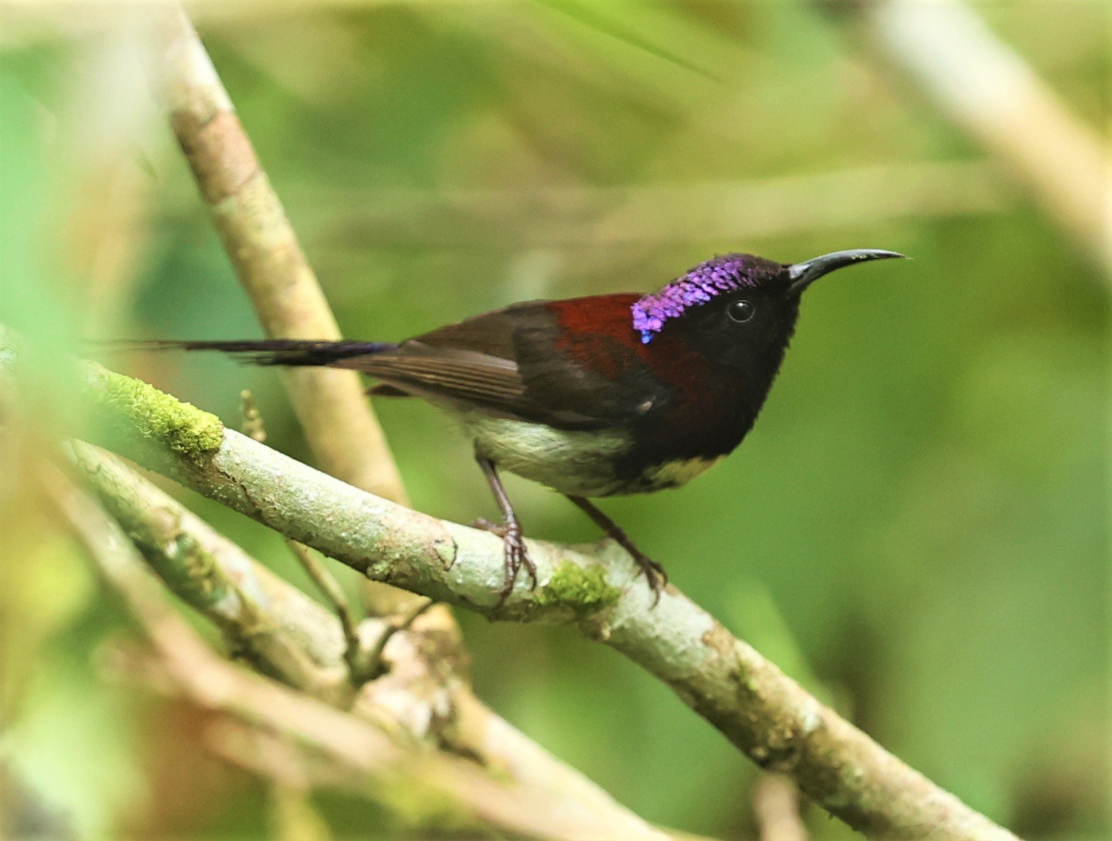 Aethopyga saturata - BLACK-THROATED SUNBIRD - FRASER'S HILL RAUB DISTRICT PAHANG MALAYSIA (155).jpg